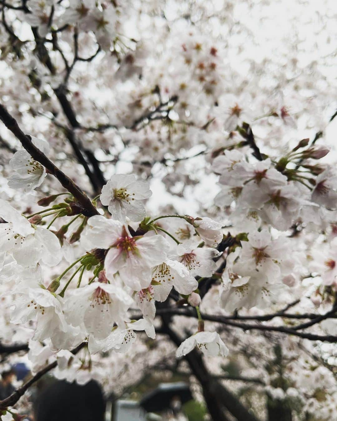 れいなかやま。さんのインスタグラム写真 - (れいなかやま。Instagram)「花粉症で目開かん」3月29日 15時01分 - ray_nakayama