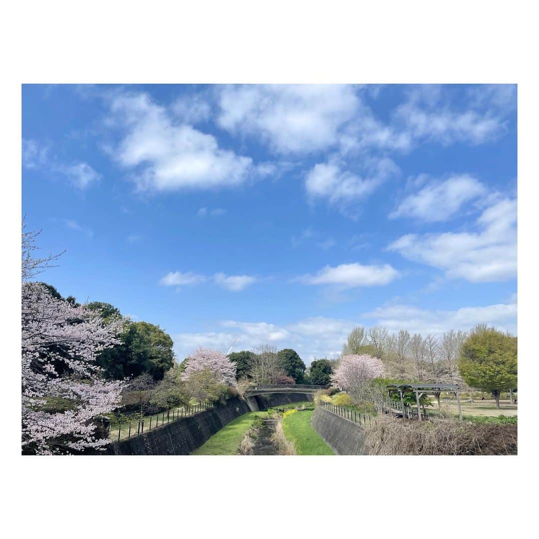 菊池真以さんのインスタグラム写真 - (菊池真以Instagram)「晴れた☀️スマホでパシャっと🥰桜も入れたいし、雲も入れたいし、欲張りたいのが写真に出てる・・🤣💓  #ときめく雲図鑑」3月29日 15時12分 - mai_sorairo