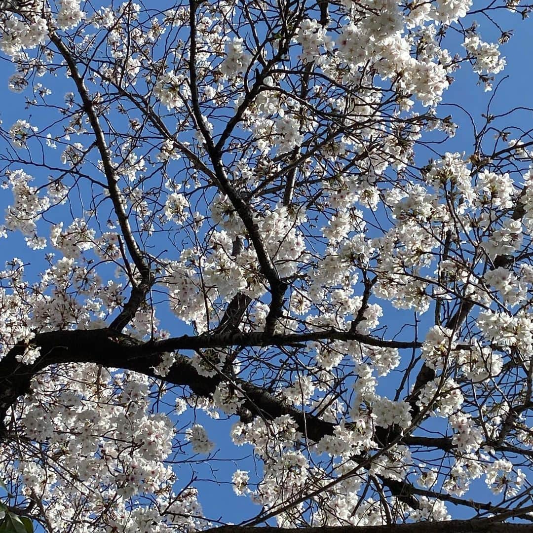 ヒロ寺平さんのインスタグラム写真 - (ヒロ寺平Instagram)「Blooming Season  花々が繚乱と咲き誇り樹々の葉が青々と芽吹き今こそが「春」。  春筆頭の「桜」も満開の時期を迎えた。 おかげで僕らはこれから幸せなひと時を過ごさせてもらえる。  「春」。  それは去年小さいながらも庭のある新居に引越した僕にとって「ため息の季節」のスタートでもある。  塀周りや芝生の雑草に加え庭の離宮梅やアオダモの散った花や葉の清掃は覚悟していたとは言え思いのほか重労働で去年春先から晩秋まで辟易とした思いが鮮烈に残っているから。  世話の大変さで言えばきっと「桜」は横綱格であろう。  満開から1週間で花が散り、先ずはその掃除。 雨の翌日などは花びらが道にへばりついて容易ではない。 そしてその後すぐ今度は油分の多い花軸が道に散乱しこの掃除も難儀の極み。 葉桜の時期に湧いて出る毛虫にも対処が必要でその後すぐ今度は大量の落葉掃除。  自宅の庭で「桜」を愛でようという家は尋常ではない覚悟が必要のはず。 4月頭から10月の初めぐらいまで1年のうち7ヶ月は桜に振り回される事になるのだから。  庭に桜を植えている家が近くにある。 満開の時期に塀越しにその美しさが目に留まる。  が、この家、「樹木の世話」という義務を放棄して久しい。 花が散ろうが花軸が散乱しようが色付いた落ち葉が前の道路を埋め尽くそうが全く意に介さない。  庭を持つものの宿命を放棄したこの「低俗な家」の「高貴な桜」が今年は特に不憫でならない。  庭のある時間を過ごすようになり、より鮮明に見えて来た不愉快な春の風景。  また、対価が支払われるとはいうものの公園の樹々の世話や清掃に従事される方々の労苦を今までより以上に感じる今年の春でもある。  #桜 #ヒロ寺平 #ヒロT」3月29日 15時20分 - hiroteradaira