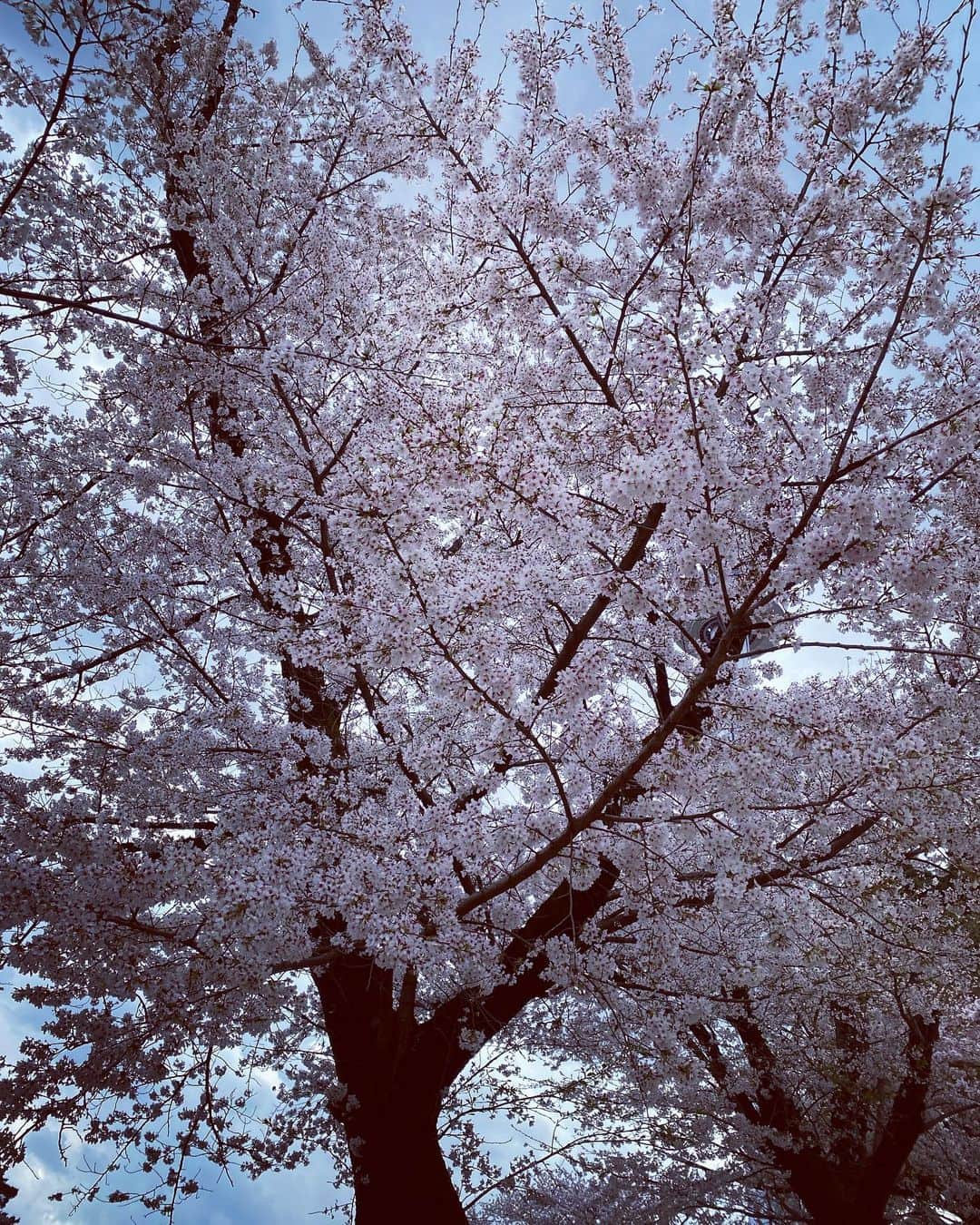 火口秀幸のインスタグラム：「今週一杯かしらね？  #桜 #満開」