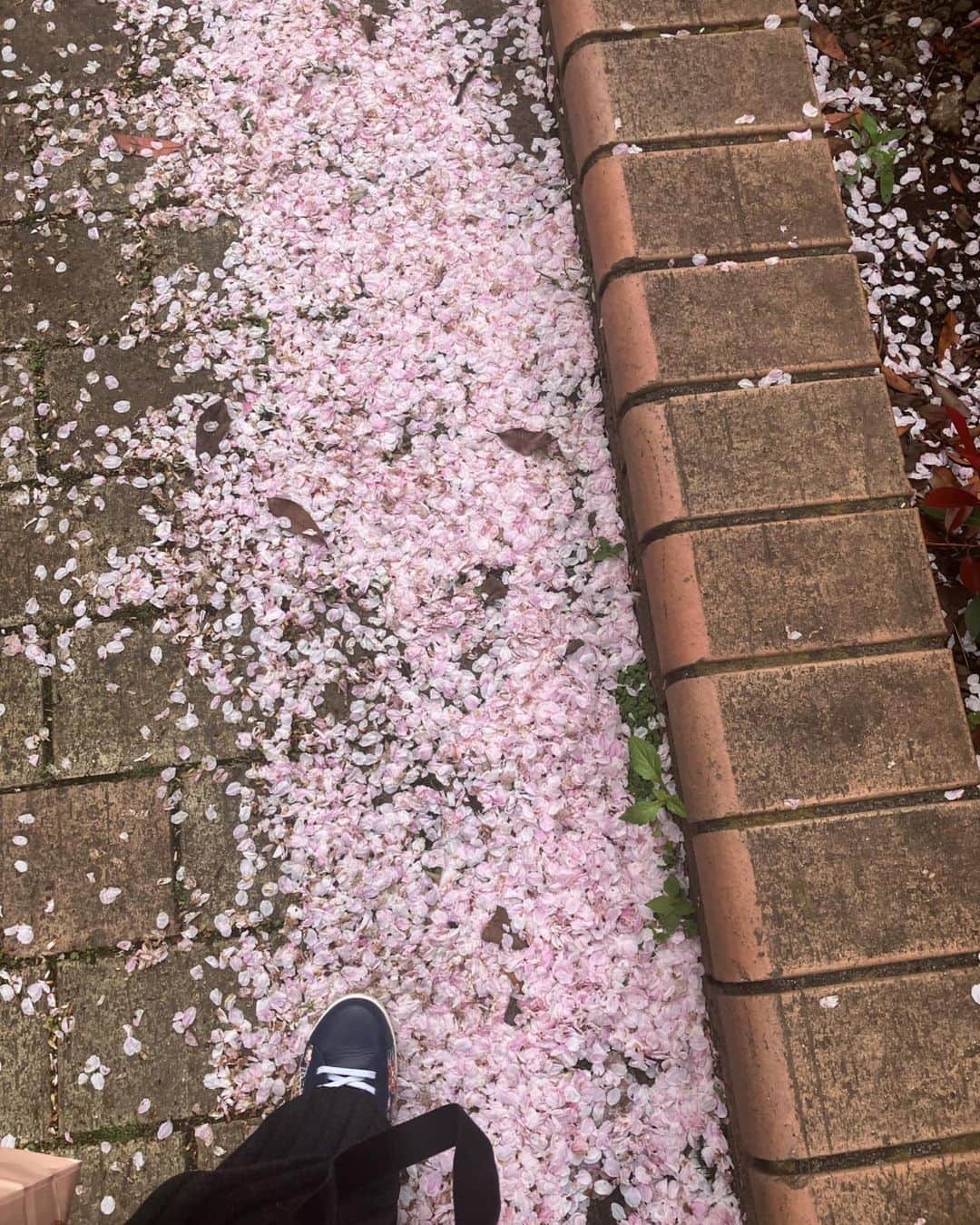 佐々木萌のインスタグラム：「小学生の頃ブランコから落ちてこれは死ぬとおもった瞬間は 桜の流れる川がスローに流れるのが見えたし なにを思い出せるか だれが思い出してくれるかもわからないから 個人的にセルフ走馬灯は毎日まわしてる」