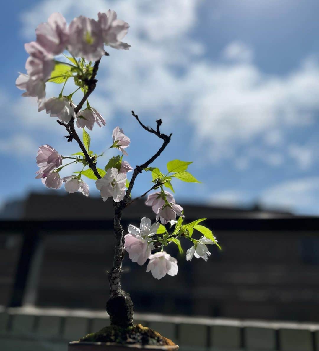 水原恵理のインスタグラム：「今年も我が家の盆栽桜ちゃんは 元気に咲きました🌸  #盆栽」