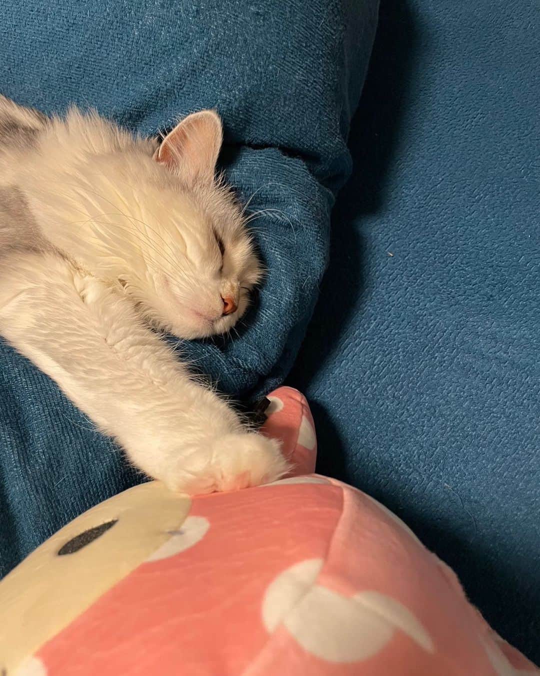 桜咲千依のインスタグラム：「ソフトタッチ🐈🐾    #猫  #マンチカン  #ほたて」