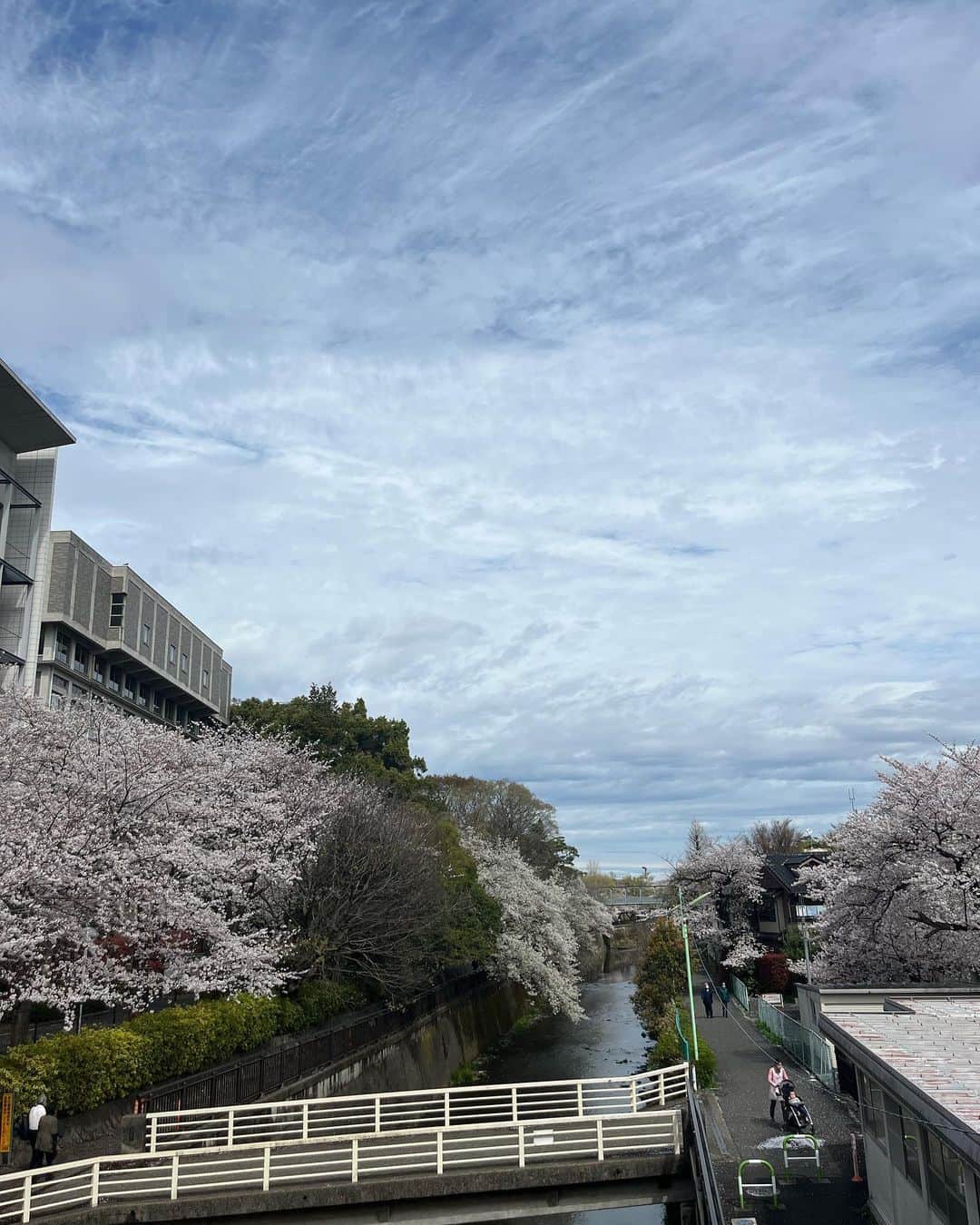 佐野光来のインスタグラム：「春がくると、毎年それは新鮮に、桜のある場所を知るよね！ ほんとうにきれい。」