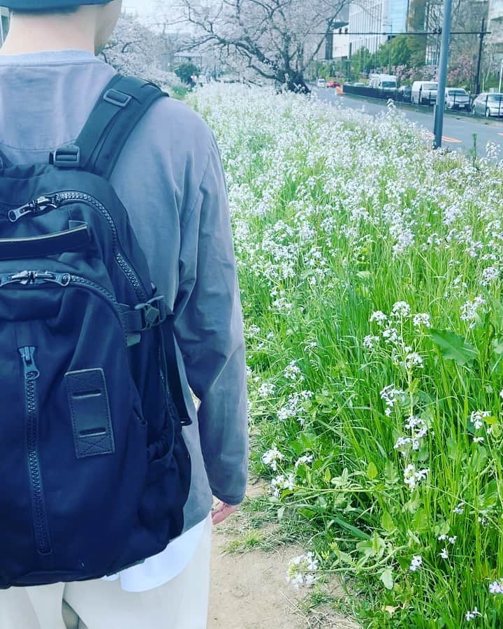 オクイシュージのインスタグラム：「形が見えないながらも前に進めなければならない仕事や、読まなければならない台本や、可否判断迫られる依頼や、新たに進めたい企画や、書き進めたい脚本や、ネタやと気がつけば頭の中は考え事で支配されていて。 酒に逃げることも出来ず(ご存じの通りあまり飲めないため)日常のあれこれをフレキシブルに対応することもどんどん難しくなる。 これではいけないと気晴らしに足を伸ばして桜を見に行った。 特別なにするわけでもなく 何も考えず ただ静かにボーッと。 それだけで随分と心が穏やかになる。  かつて頭の中がパンパンで眠れぬ日を何日も過ごしてた時、仕事で特急あずさに乗って窓の外を眺めてたら一面に山や緑が広がった。それを見てるだけで嘘みたいに気持ちがスーーっと楽になっていくのを感じた。 その時、あぁ緑や自然を見ることってめちゃくちゃ大事なんだと心底思った。 人間も自然の一部なんだと。  それ以来、頭がいっぱいだなと感じると何かしら見に行くことにしている自然。 こんなことしてるのカッコ悪いかな。 でもホントにそう思ってるからしゃーないわね。」