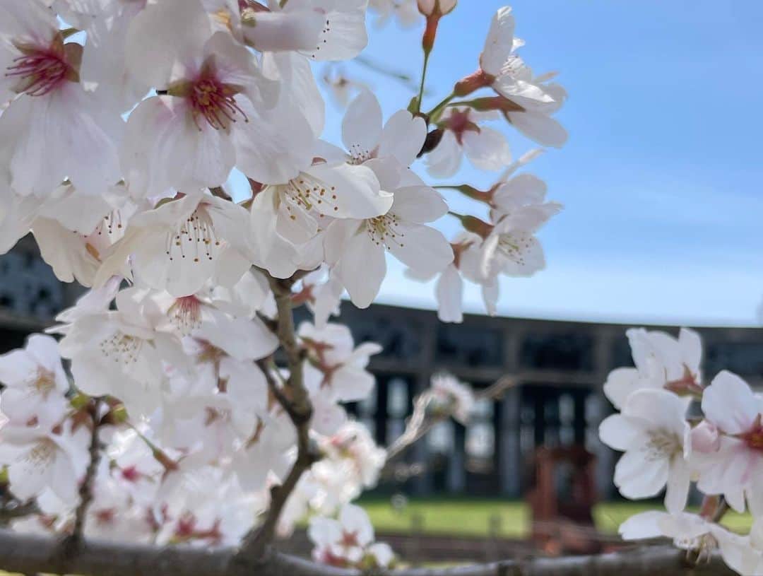 小笠原正典さんのインスタグラム写真 - (小笠原正典Instagram)「ロケの途中だったんですけど、 あまりに気持ちよくてパシャリ！  玖珠町の旧豊後森機関庫です。  満開の桜🌸。 澄んだ青空。 柔らかな風。 少し陽にも焼けました。  #大分県 #玖珠町 #豊後森機関庫」3月29日 16時00分 - masanori.ogasahara