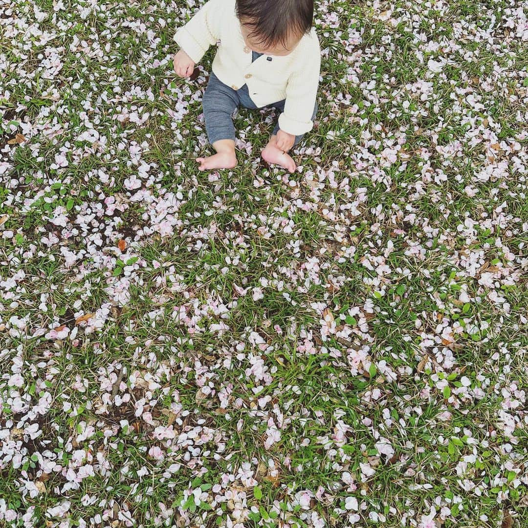 古谷有美さんのインスタグラム写真 - (古谷有美Instagram)「🌸 近頃めっぽう涙もろくて 娘のこんな姿を見ているだけでも 尊いかわいい...と瞳がうるんでくる。 と思ったらわたし花粉症になったんだったわ！  いつもみんなの癒しです。 ありがとう。  #7か月 #もち太郎の妹 #命名まる子」3月29日 16時07分 - yuumifuruya