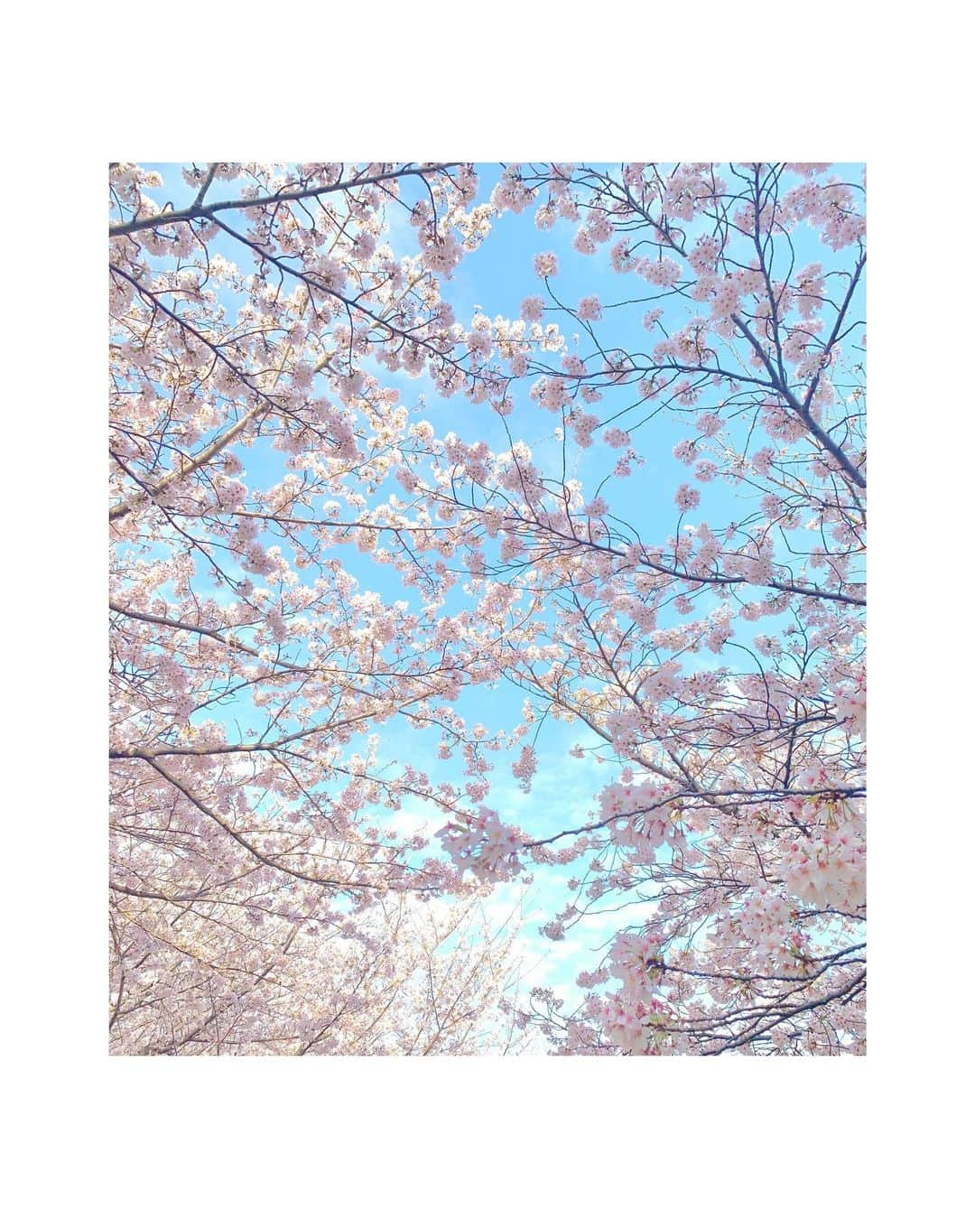 外岡えりかさんのインスタグラム写真 - (外岡えりかInstagram)「. #🌸 #桜 #sakura #cherryblossoms #photo #📷」3月29日 16時19分 - erica_tonooka
