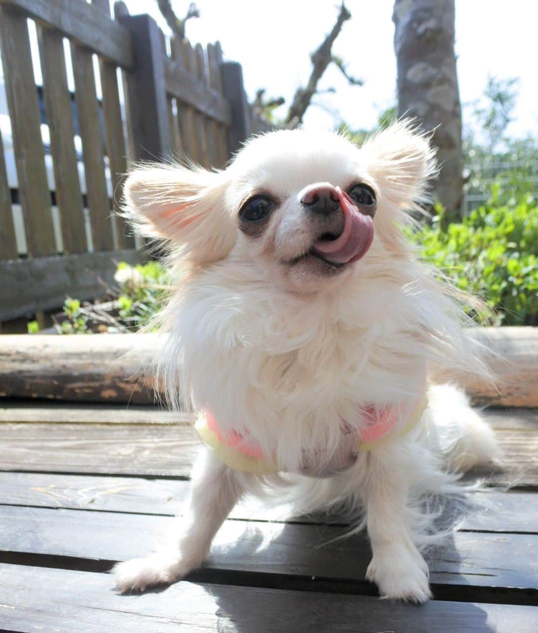 tetoyanyanのインスタグラム：「がぶっちょ ぺろっちょ♡  #dogs#instdog#dog#dogstagram#instapet#petstagram#petoftheday#mydog#instachihuahua#chihuahuaofinstagram#chihuahualove#chihuahualover#chihuahua#chihuahuas#チワワ#多頭飼い#ロングコートチワワ#チワワ部#ig_dogphoto#petoftoday #todayswanko#west_dog_japan#Todaysteto#dogstagram」
