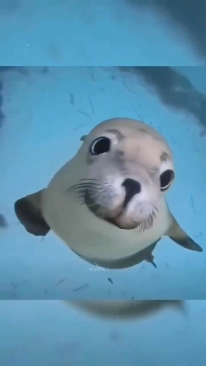 Baby Animalsのインスタグラム：「The face is just 🥹  📸: cutemi88 tiktok   #sealife #sealion #babysealion #adorableanimals #cutestanimals #sealovers #animallovers #cutie」