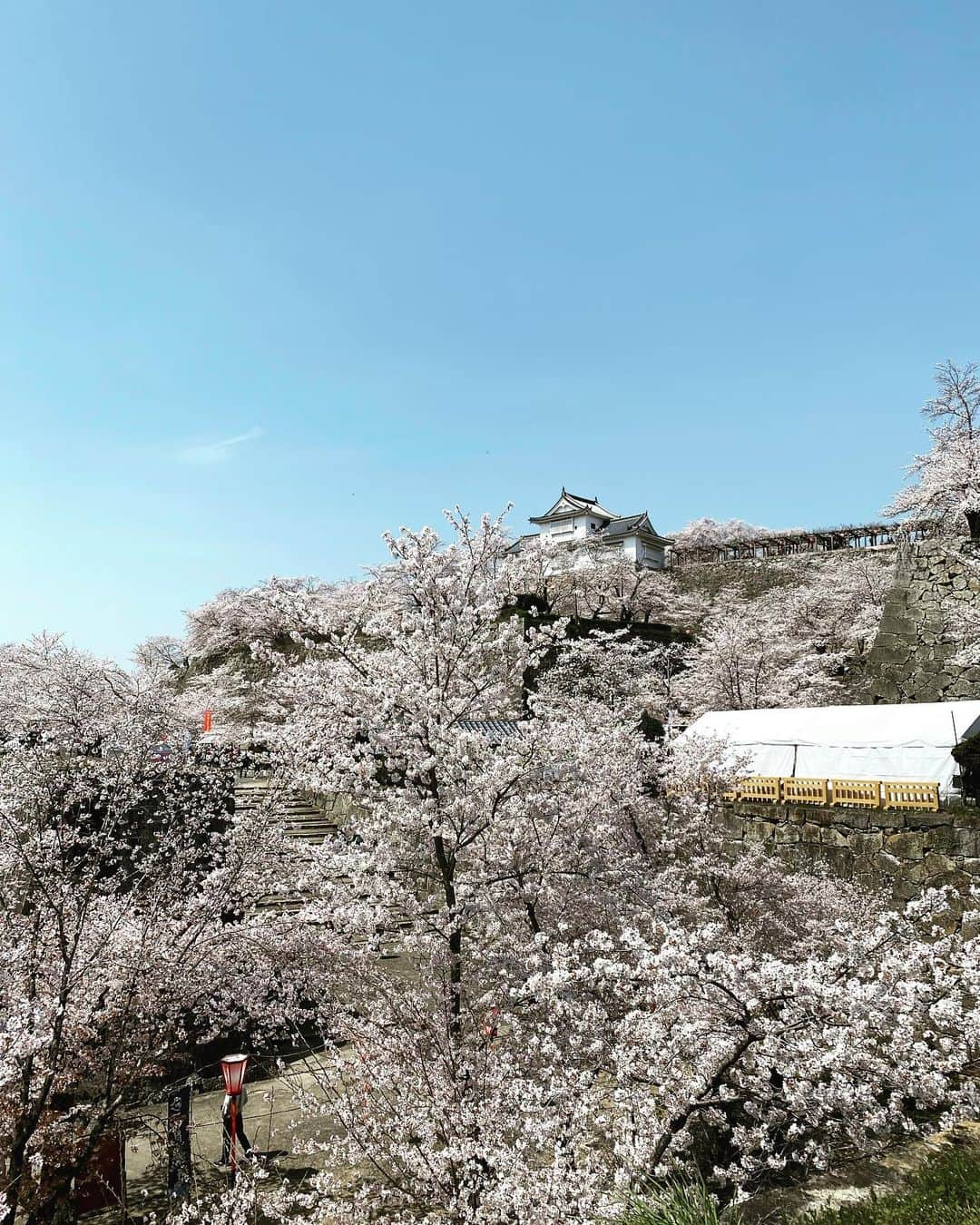 旅館 お多福のインスタグラム：「津山城址、鶴山公園は桜満開ですよ🌸 #岡山 #津山 #okayama #tsuyama #旅館 #鍋 #雉鍋 #キジ鍋 #ケンケン鍋 #そずり鍋 #黒豚しゃぶしゃぶ #出汁しゃぶ #お多福 #旅館お多福 #旅館deご飯 #旅館de宴会 #旅館gaえんじゃ #城下町 #津山城 #城下の宿 #城下町旅籠 #鶴山公園 #津山城址 #さくら #満開」