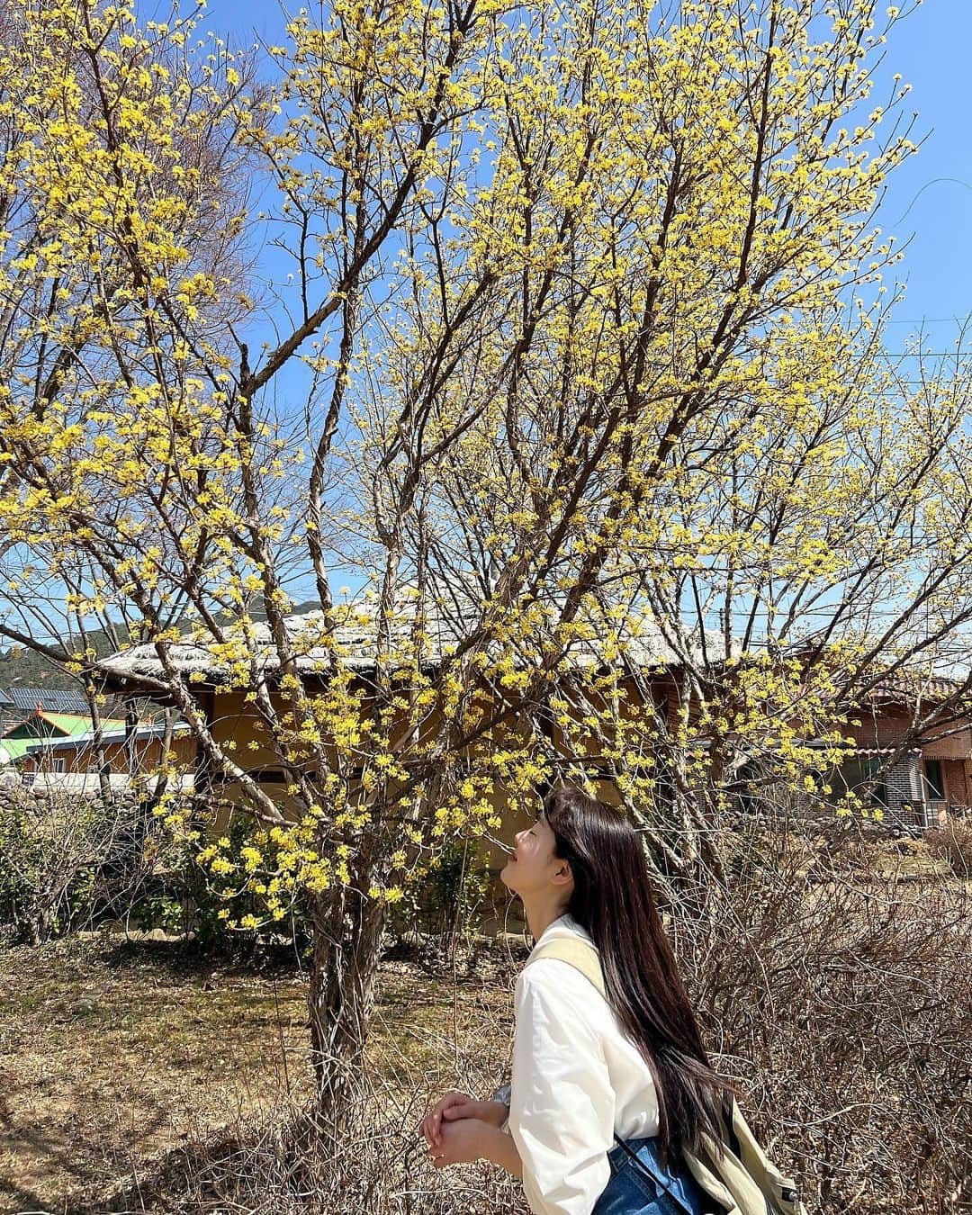 ハン・ソナさんのインスタグラム写真 - (ハン・ソナInstagram)「봄🌼🌸만나 봄. 걷고싶🏃‍♀️#지난」3月29日 16時33分 - shh_daily