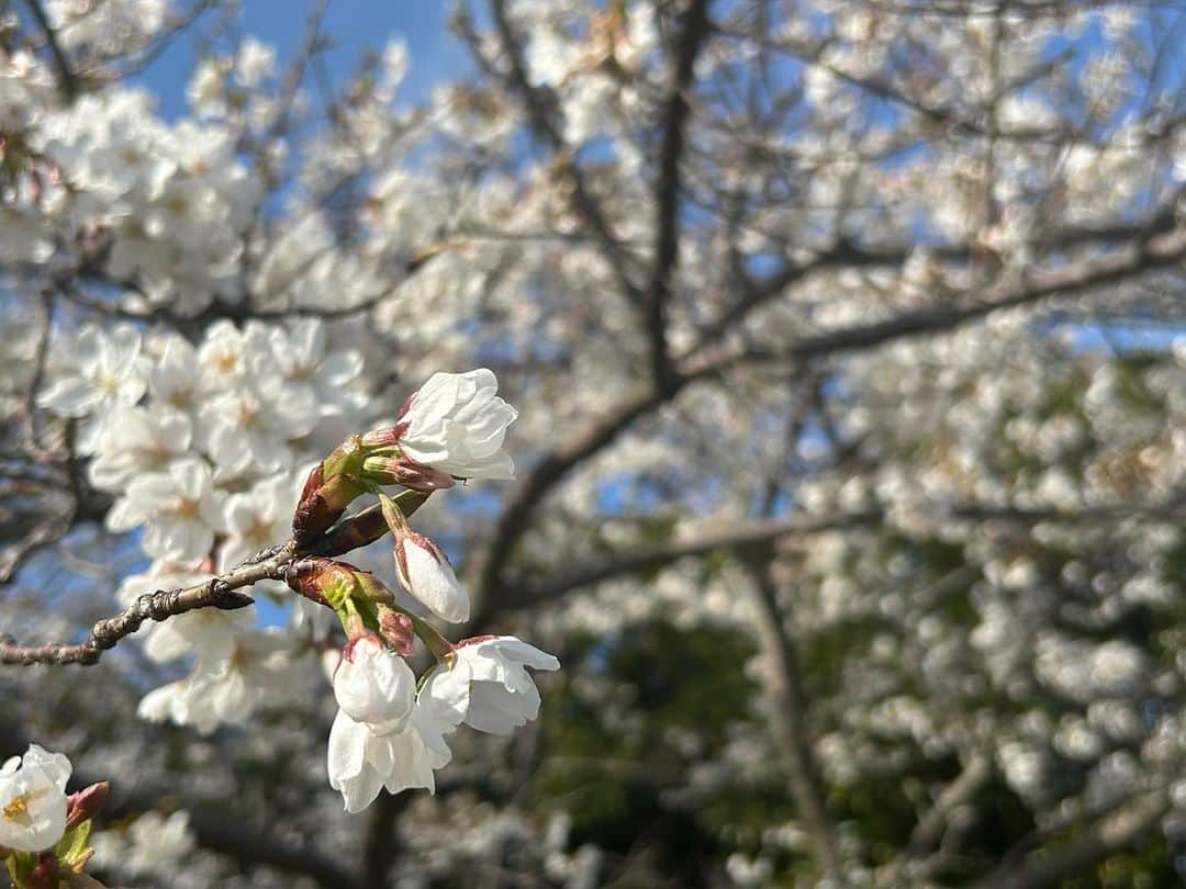 R!Nのインスタグラム：「春の季節になりました🌸 iPhone14Proのカメラで撮りました📷 今のスマホって画質すごいな…  #sakura #🌸 #春 #spring #桜 #お花見 #iphone14pro #photooftheday」