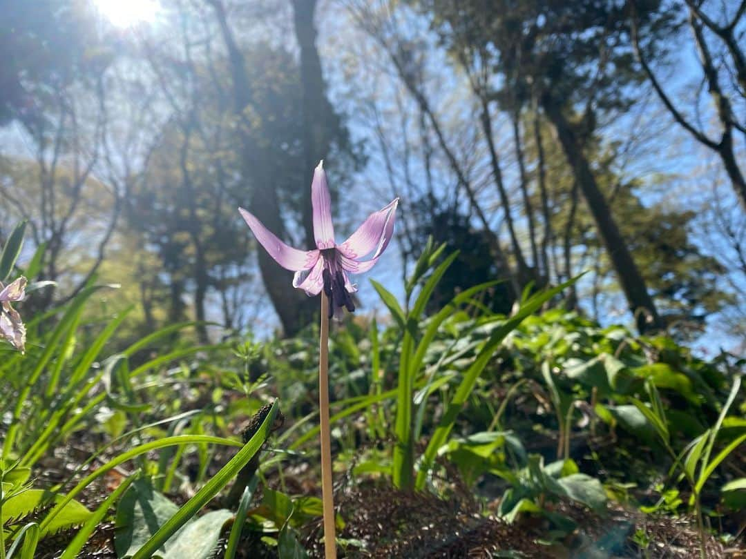 清水由紀のインスタグラム：「💜  最近初めてカタクリという花を知りました。 お花が好きな母のおかげでいろんなものを知れる🙋‍♀️✨ 花言葉は「初恋」「寂しさに耐える」  #香嵐渓 #豊田 #足助  #カタクリの花 #カタクリ #片栗 #はなまっぷ」