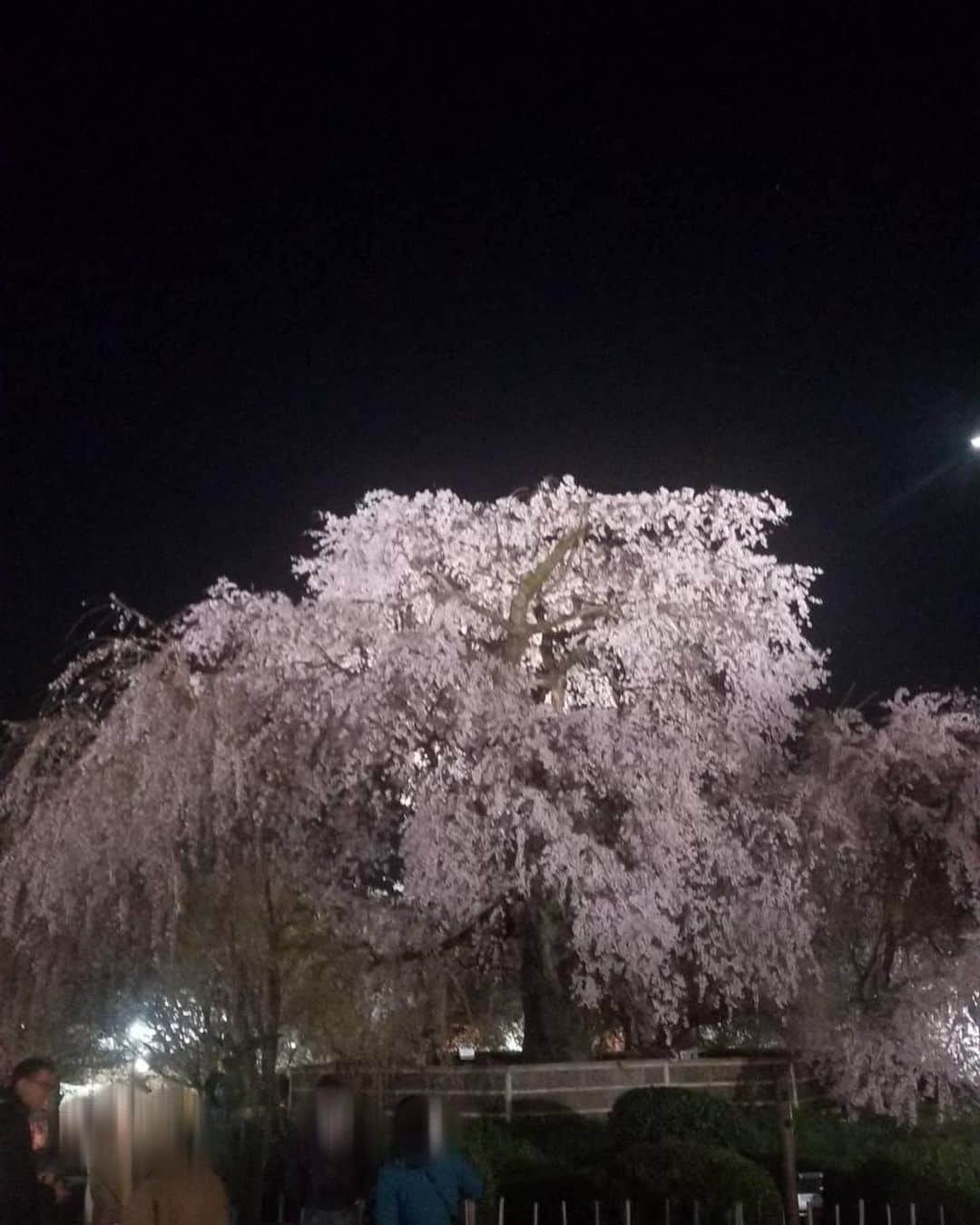 小柳ルミ子さんのインスタグラム写真 - (小柳ルミ子Instagram)「京都八坂神社の 枝垂れ桜🌸  京都の友人が送ってくれました☺️  皆さんはお花見なさいましたか❓  私は今年も出来ませんでした🤣  友人が送ってくれる写真で お花見気分🌸  京都は凄い観光客だそうです🤣 外国人も多いそうですよ😵  日常が戻って来たようですね☺️  大好きな京都 行きたいなぁ〜🥰💕  ⠀  #京都 ⠀ #八坂神社 ⠀ #桜 ⠀ #枝垂れ桜 ⠀ #桜スポット ⠀ #友人 ⠀ #夜桜 ⠀ #夜桜ライトアップ ⠀ #観光客 ⠀ #京都大好き ⠀ #情緒 ⠀ #華麗 ⠀ #美しい ⠀ #日本の春 ⠀ #お花見 ⠀ #京都行きたい」3月29日 16時50分 - rumiko_koyanagi