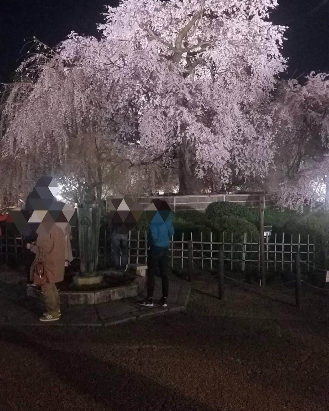 小柳ルミ子さんのインスタグラム写真 - (小柳ルミ子Instagram)「京都八坂神社の 枝垂れ桜🌸  京都の友人が送ってくれました☺️  皆さんはお花見なさいましたか❓  私は今年も出来ませんでした🤣  友人が送ってくれる写真で お花見気分🌸  京都は凄い観光客だそうです🤣 外国人も多いそうですよ😵  日常が戻って来たようですね☺️  大好きな京都 行きたいなぁ〜🥰💕  ⠀  #京都 ⠀ #八坂神社 ⠀ #桜 ⠀ #枝垂れ桜 ⠀ #桜スポット ⠀ #友人 ⠀ #夜桜 ⠀ #夜桜ライトアップ ⠀ #観光客 ⠀ #京都大好き ⠀ #情緒 ⠀ #華麗 ⠀ #美しい ⠀ #日本の春 ⠀ #お花見 ⠀ #京都行きたい」3月29日 16時50分 - rumiko_koyanagi