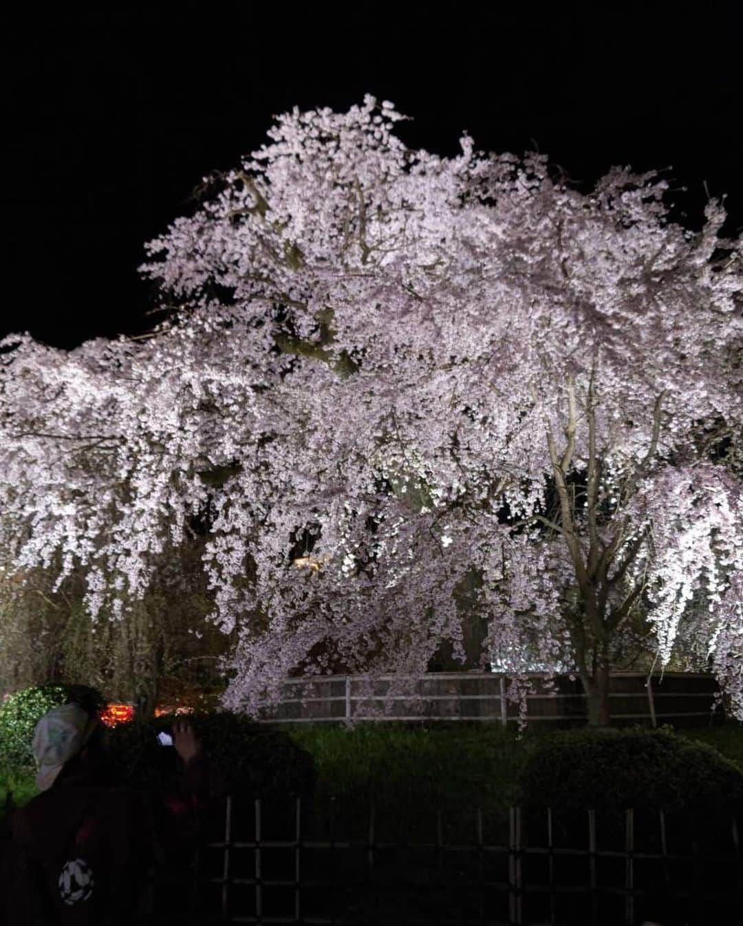 小柳ルミ子さんのインスタグラム写真 - (小柳ルミ子Instagram)「京都八坂神社の 枝垂れ桜🌸  京都の友人が送ってくれました☺️  皆さんはお花見なさいましたか❓  私は今年も出来ませんでした🤣  友人が送ってくれる写真で お花見気分🌸  京都は凄い観光客だそうです🤣 外国人も多いそうですよ😵  日常が戻って来たようですね☺️  大好きな京都 行きたいなぁ〜🥰💕  ⠀  #京都 ⠀ #八坂神社 ⠀ #桜 ⠀ #枝垂れ桜 ⠀ #桜スポット ⠀ #友人 ⠀ #夜桜 ⠀ #夜桜ライトアップ ⠀ #観光客 ⠀ #京都大好き ⠀ #情緒 ⠀ #華麗 ⠀ #美しい ⠀ #日本の春 ⠀ #お花見 ⠀ #京都行きたい」3月29日 16時50分 - rumiko_koyanagi