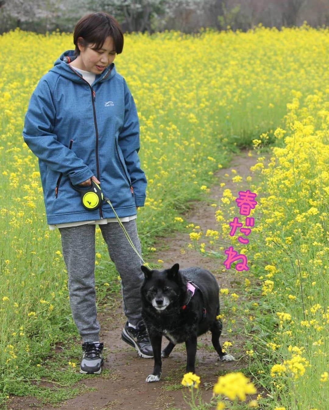 業務田スー子さんのインスタグラム写真 - (業務田スー子Instagram)「スー子の国から'23見つけた春  元気に見えるけど10メートルしか歩けてないぜー✨✨✨ ＊ お兄ぃってば、日に日に『ツキノワグマ』化してきてます🤣子熊ちゃん！ 薮からガサゴソ出てきたら射殺されそうww ＊ ＊ 今日は夜19時からTV出るので よかったらどうぞー🙇‍♀️ ＊ ＊  #犬のいる暮らし #いぬすたぐらむ #インスリノーマ犬 #膵臓癌 #肺癌 #犬の病気 #スー子の国って何処よ#業務田スー子 #業務スーパー#dog #野良犬 #保護犬 #林修のニッポンドリル」3月29日 17時03分 - suuko1014