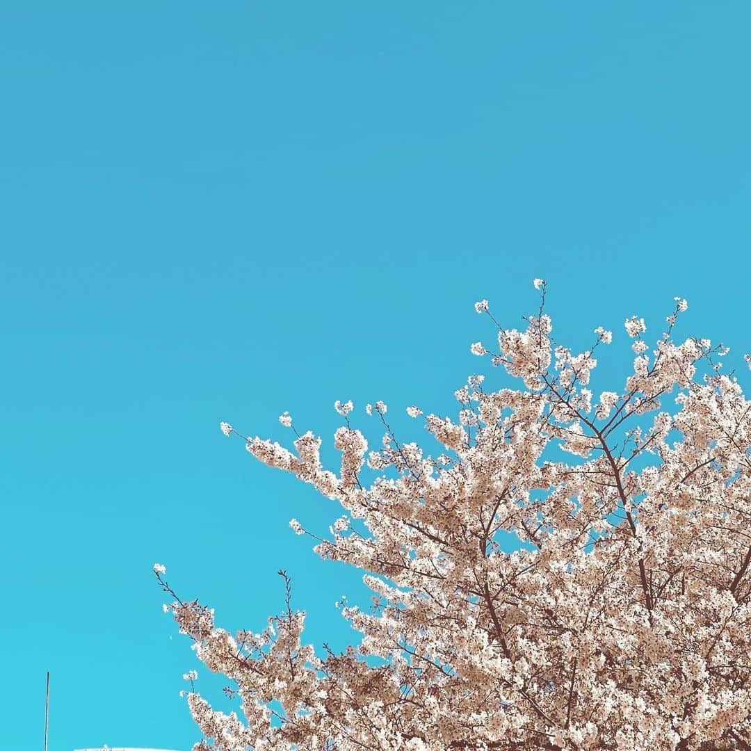 渡辺美優紀さんのインスタグラム写真 - (渡辺美優紀Instagram)「🌸」3月29日 16時56分 - miyukichan919