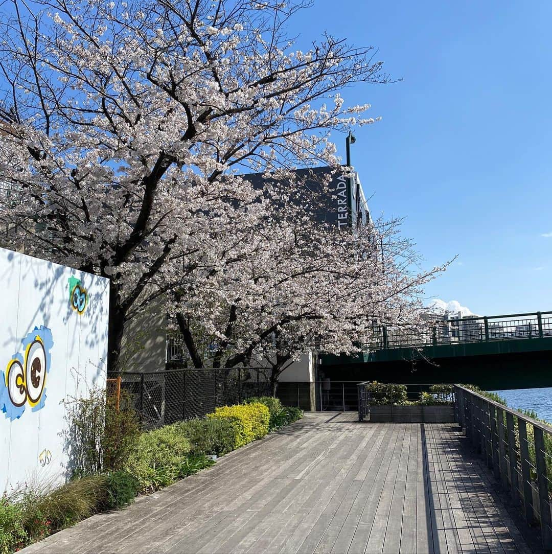 Warehouse TERRADA 寺田倉庫のインスタグラム：「One sunny spring day after rain  数日続いた雨が上がり、明るく晴れた東京・天王洲です。 桜と青空とあたたかい風が、春の雰囲気をもたらしています。 運河沿いのボードウォークにはベンチやテーブルなどが並び、季節を感じながらお過ごしいただけます。  画像に写る壁画はアーティスト・KINJOによる作品「River eyes」です。 TENNOZ ART FESTIVAL 2021 Artwork by KINJO  朝夕はまだ寒い日もありますので、お気を付けください。  #寺田倉庫 #warehouseterrada #天王洲アイル #天王洲 #tennoz #アート #art #藝術 #アートシティ #artcity #桜 #cherryblossoms #Flower #花 #garden #東京 #Tokyo #品川区 #街歩き #リフレッシュ #アート #壁画 #mural」