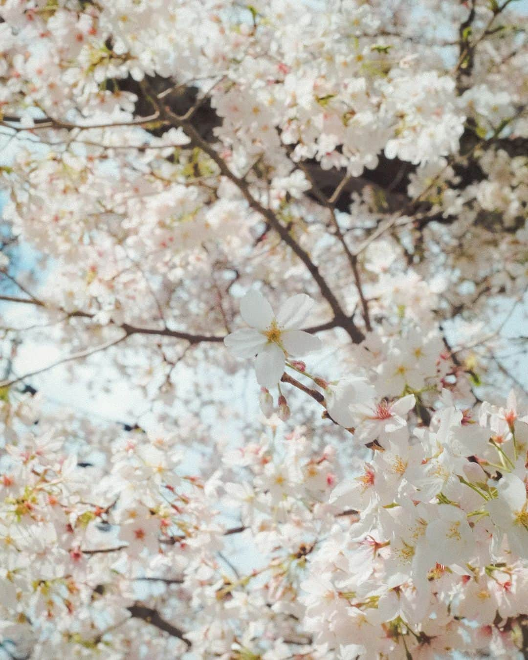 TATSUKIさんのインスタグラム写真 - (TATSUKIInstagram)「ほんのり冷たい風を浴びながらも 今年も桜は綺麗に咲いてました。  #fromTTK #桜 #sakura」3月29日 17時06分 - flowback_tatsuki