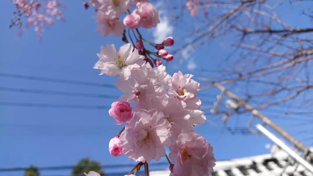桜花さんのインスタグラム写真 - (桜花Instagram)「桜の季節だー！！🍀☺️  春はとってもウキウキします＊  新しい季節🌷  元気にナイスに参りましょう＼(^^)／  #桜 #cherryblossom #春  #sakura #springhascome」3月29日 17時11分 - mountainohka