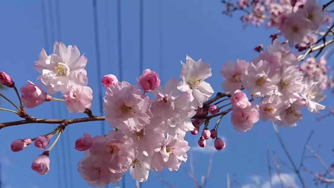 桜花のインスタグラム：「桜の季節だー！！🍀☺️  春はとってもウキウキします＊  新しい季節🌷  元気にナイスに参りましょう＼(^^)／  #桜 #cherryblossom #春  #sakura #springhascome」