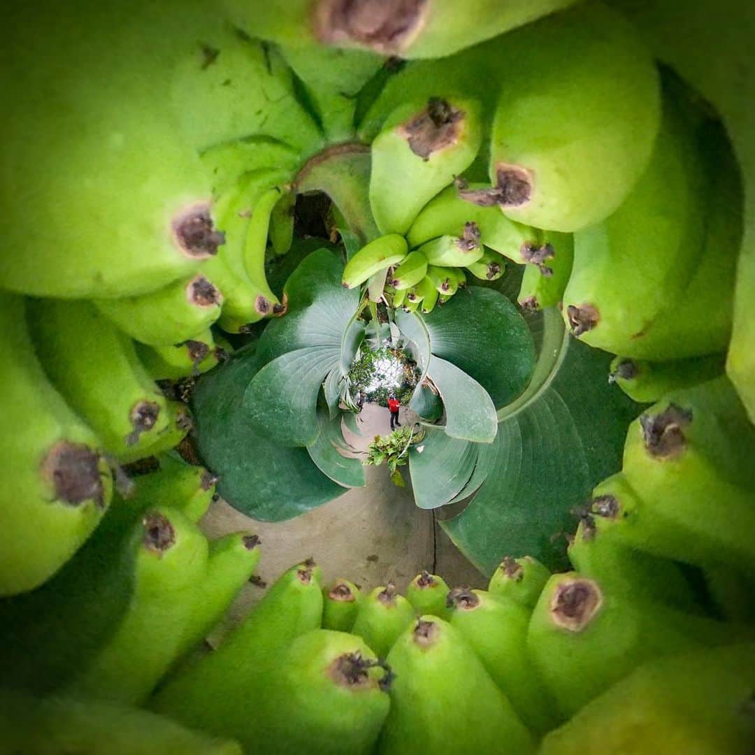 Official RICOH THETAのインスタグラム：「Spring's beauty is all around us 🌱💚 Bring RICOH THETA along to capture greenery & create mind blowing photos that you could've never imagined.  📸:@assy__ . . . . . . #ricohusa #ricoh #ricohimaging #theta360 #ricohtheta #lifein360 #360camera #360view #camera #cameratips #cameralover #photographylovers #photographer #photooftheday #photographytips #cameragear #photoediting #editingtips #photoedit #outdoorphotography #naturephoto #sunsetphoto #sunset #sunrise #sunrisephoto」