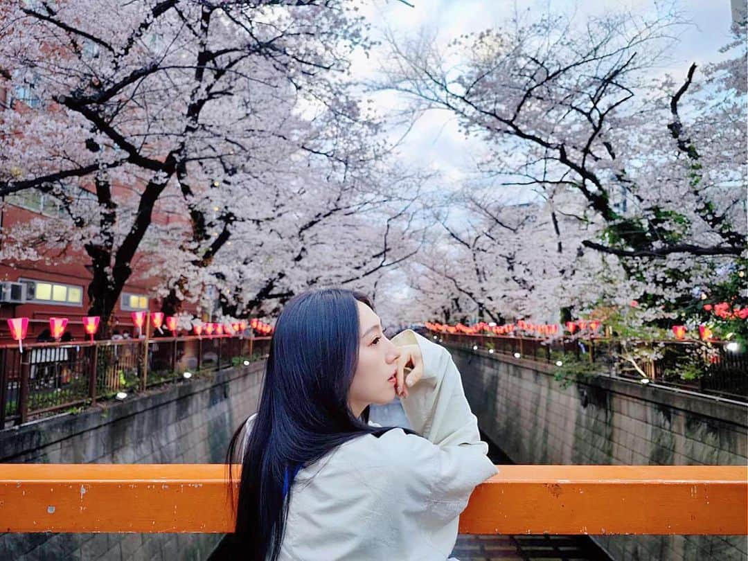 貴愛kwiae Officialさんのインスタグラム写真 - (貴愛kwiae OfficialInstagram)「今年も会えたね🌸🌸🌸  青空も見えたよ☺️ そちらの調子はどうですか？  桜をみあげる人々の心を見るのが 毎年ホッコリですね。☺️  毎日頑張っていくよ🐰   #桜  #329  #ryunna #love #HBD」3月29日 22時43分 - kwiae530