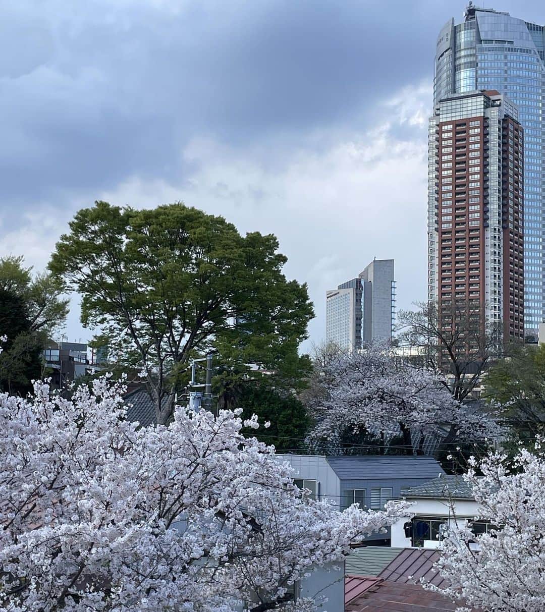 NAOMIさんのインスタグラム写真 - (NAOMIInstagram)「夕方 珍しく🤣散歩しながらてんさんと帰宅しました。  裏の公園の桜が満開で、美しかった🌸  日本人で良かったなぁと思える瞬間に、今年は立ち会えました。  #夕方散歩🐾  #さくら🌸 #満開の桜 #美しい瞬間」3月29日 17時21分 - naominakano703