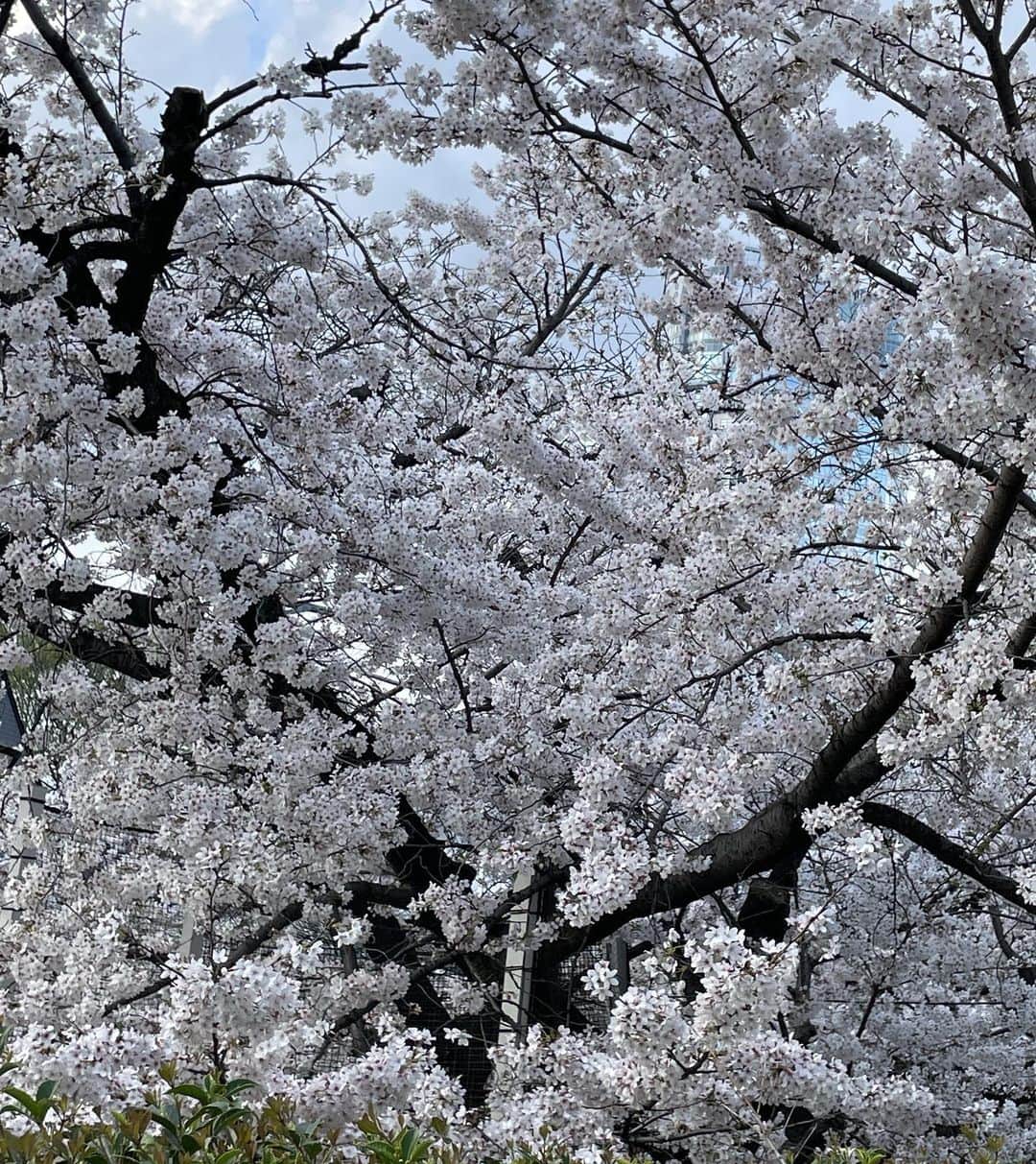 NAOMIさんのインスタグラム写真 - (NAOMIInstagram)「夕方 珍しく🤣散歩しながらてんさんと帰宅しました。  裏の公園の桜が満開で、美しかった🌸  日本人で良かったなぁと思える瞬間に、今年は立ち会えました。  #夕方散歩🐾  #さくら🌸 #満開の桜 #美しい瞬間」3月29日 17時21分 - naominakano703