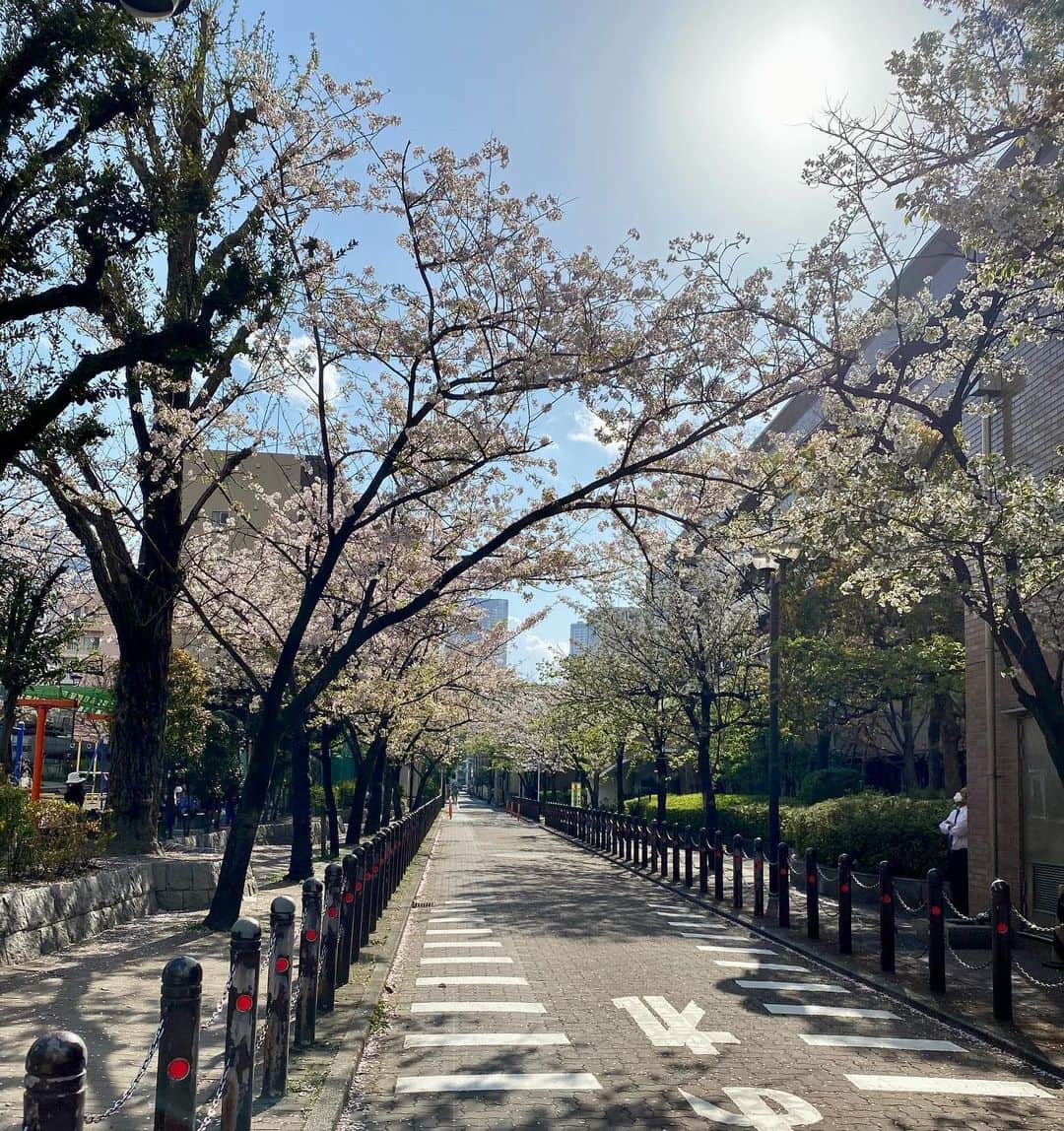 小坂明子さんのインスタグラム写真 - (小坂明子Instagram)「月島の道」3月29日 17時14分 - akikokosaka