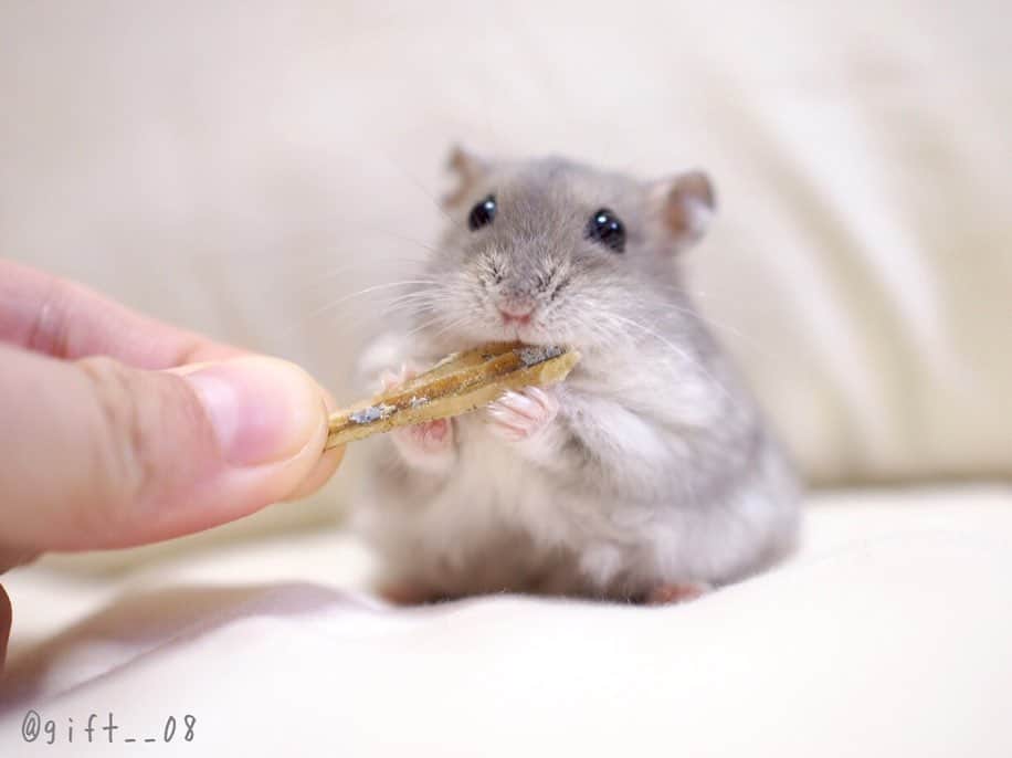 manoのインスタグラム