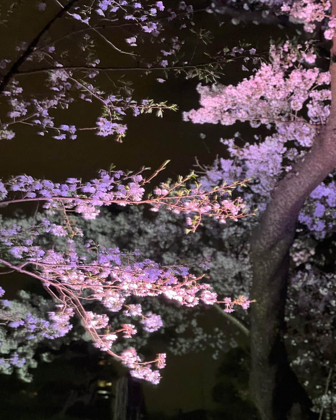 金川紗耶さんのインスタグラム写真 - (金川紗耶Instagram)「夜桜なんていかがでしょうか？🌸」3月29日 17時34分 - saya.kanagawa_official