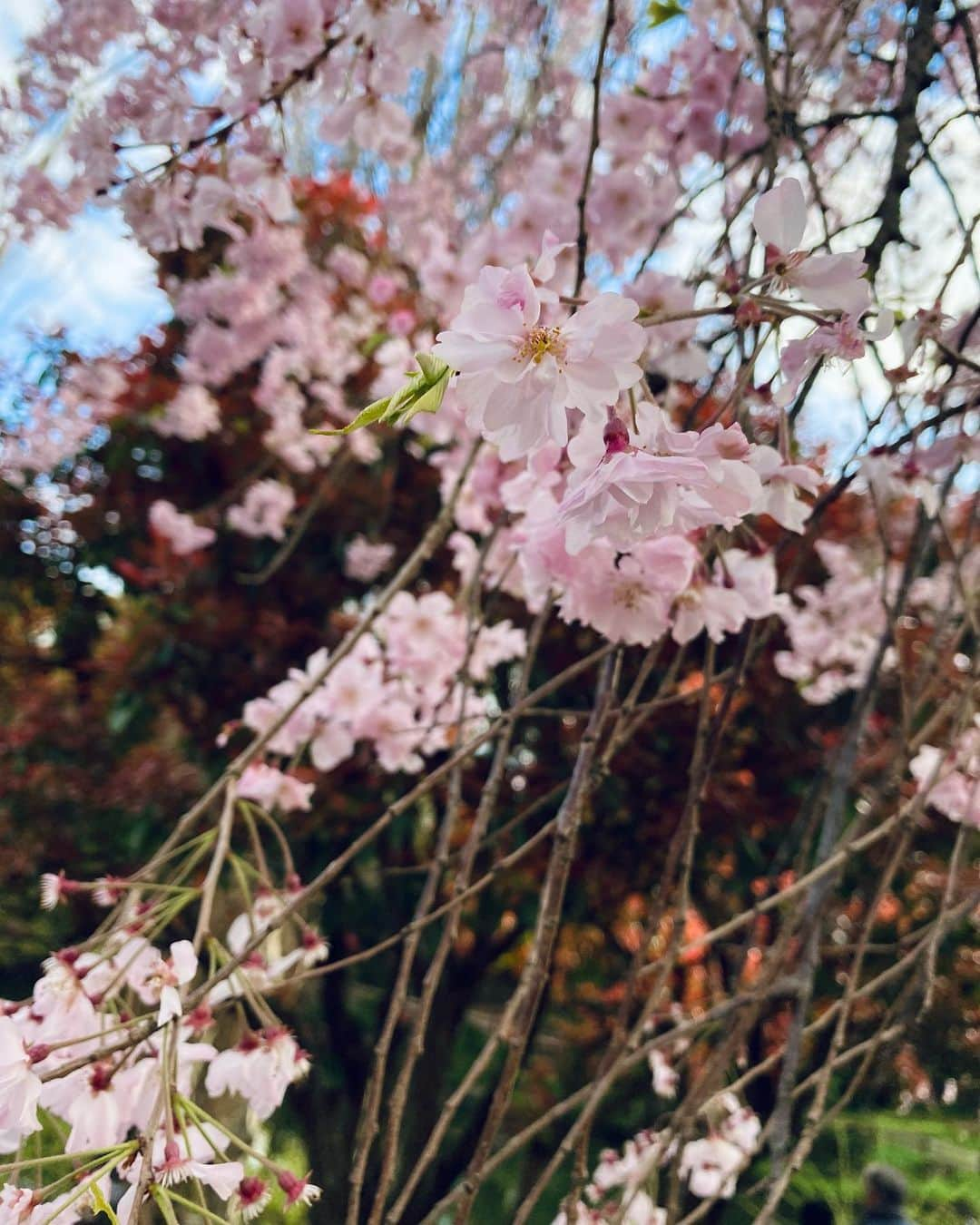 指出毬亜のインスタグラム：「お花見できた🌸」