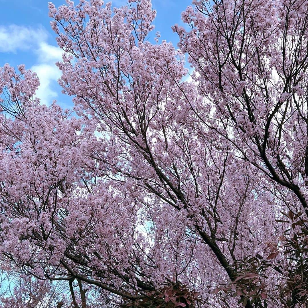 しげるちゃんさんのインスタグラム写真 - (しげるちゃんInstagram)「『春うらら』という言葉が好き、なんだか胸が躍る幸せな気分になりませんか？　　 先日の、お仕事場所が中目黒沿いのスタジオだったので運よくテラスでお花見気分🌸赤い橋と桜のバランスが絶妙 今年も、お花見宴会は出来なかったけど、移動中や仕事で沢山の満開の桜を観れて要所要所で春を感じ始めてます。　 春は別れと出会いの時期ですが、その別れは新しい出会いの為です・・よね　　　 心が安らぐ、短い春の季節を楽しみましょう　 #春うらら #春 #ソメイヨシノ #中目黒 #桜 #満開 #お花見  #🌸」3月29日 17時35分 - shigeru39