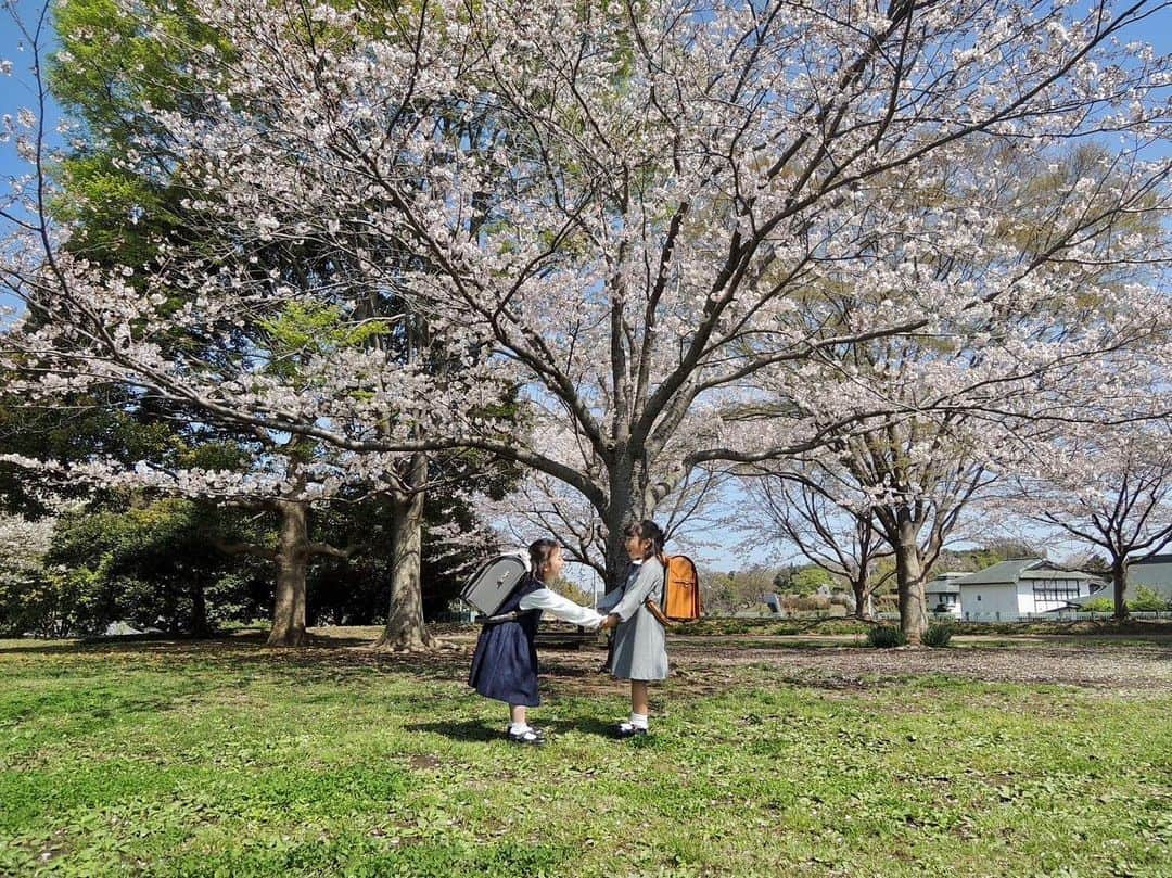 ayuのインスタグラム：「🌸🎒 仲良しのお友達と桜×ランドセルの写真撮って来た🤍 幼稚園でもずっと一緒で、帰りの公園でも毎日一緒👯‍♀️ 一日遊んだ日は、「バイバイしたくない😭」とまるで一生のお別れみたいに泣き出す２人🤣（めちゃくちゃ近所🏠笑） お泊まりもし合いっこな仲🩵💜 そんな大好きなお友達と小学校も一緒に過ごす事ができるなんて、幸せだね💎 出逢えて良かったね🩵💜」