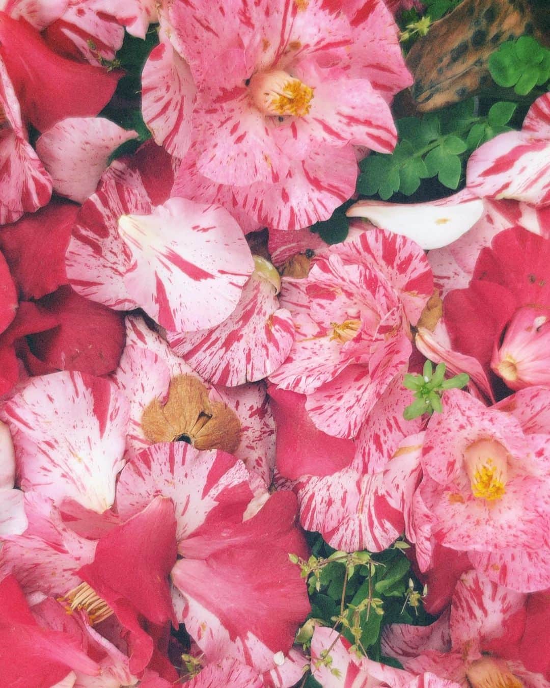 日南響子（珠麟）のインスタグラム