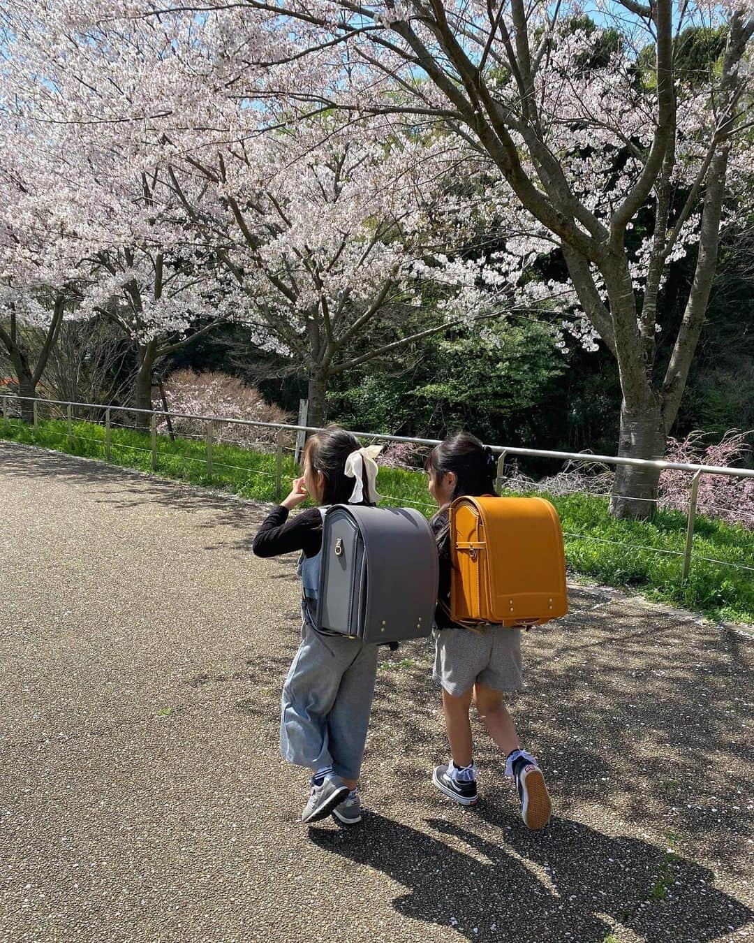 ayuのインスタグラム：「🌸 毎日こんな感じで通学するんだろうなぁ👯🩵💜30分くらいを、この２人だとお花を見つけては立ち止まり、ふざけ合って歩いて、、１時間はかかりそう😂」