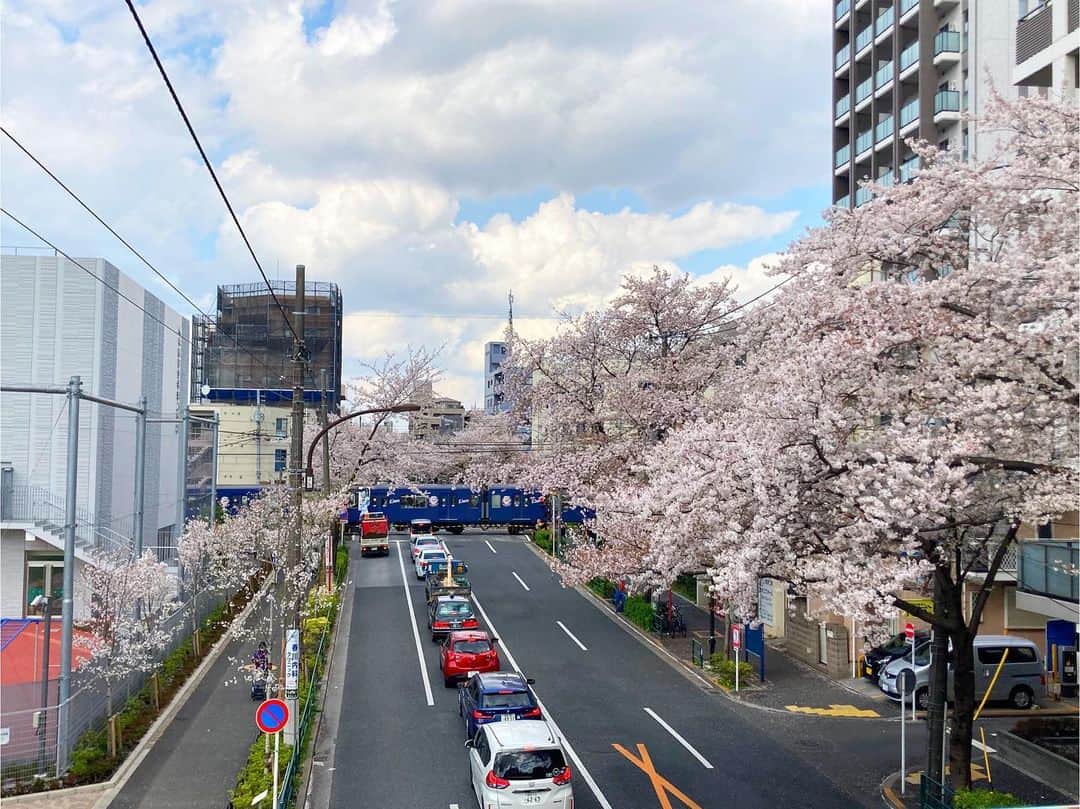 下舘夏希さんのインスタグラム写真 - (下舘夏希Instagram)「歩道橋の上にたくさん人がいて、桜綺麗に撮れるのかな？って思って上がったタイミングでみんなパシャパシャ あ😳皆さん桜が目的じゃなかったのね！！！ よく見たらカメラ立派！！！！ このタイミングで撮影できたのラッキーやん🥺✨ Lions電車🚃らしい！ #桜 #さくら #sakura #lions電車 #西武鉄道 #ラッキー   #ダテシモの挑戦 #恵比寿リキッドルーム #恵比寿liquidroom #弾き語り #弾き語りワンマン #900人動員目標 #cd1500枚完売チャレンジ #シンガーソングライター」3月29日 18時04分 - dateshimo