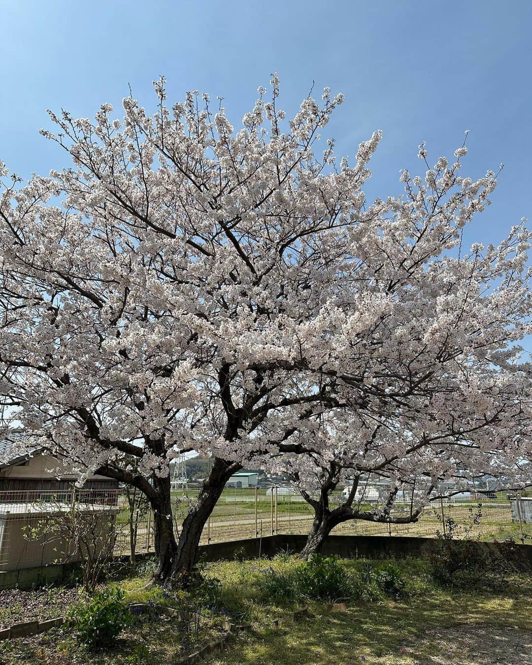 福岡堅樹さんのインスタグラム写真 - (福岡堅樹Instagram)「実家の桜も満開の春休みに帰省してきました！ あんまり一緒に撮らせてくれないめいちゃんとも撮れたし、久々に福高ラグビー部の同期たちとも会えて充実の帰省になりました！ これからは3年生としてまた1年間頑張ります👊」3月29日 18時00分 - kenki11