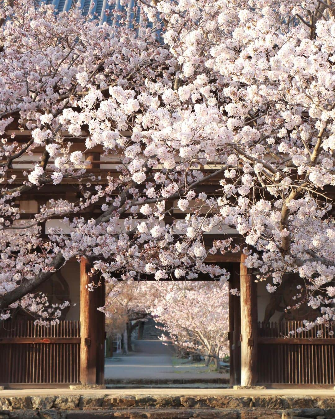 Visit Wakayamaさんのインスタグラム写真 - (Visit WakayamaInstagram)「. Clouds of delicate cherry blossoms add magical beauty to Choho-ji Temple. 📸 @stadyou723 📍 Choho-ji Temple, Wakayama」3月29日 18時00分 - visitwakayama