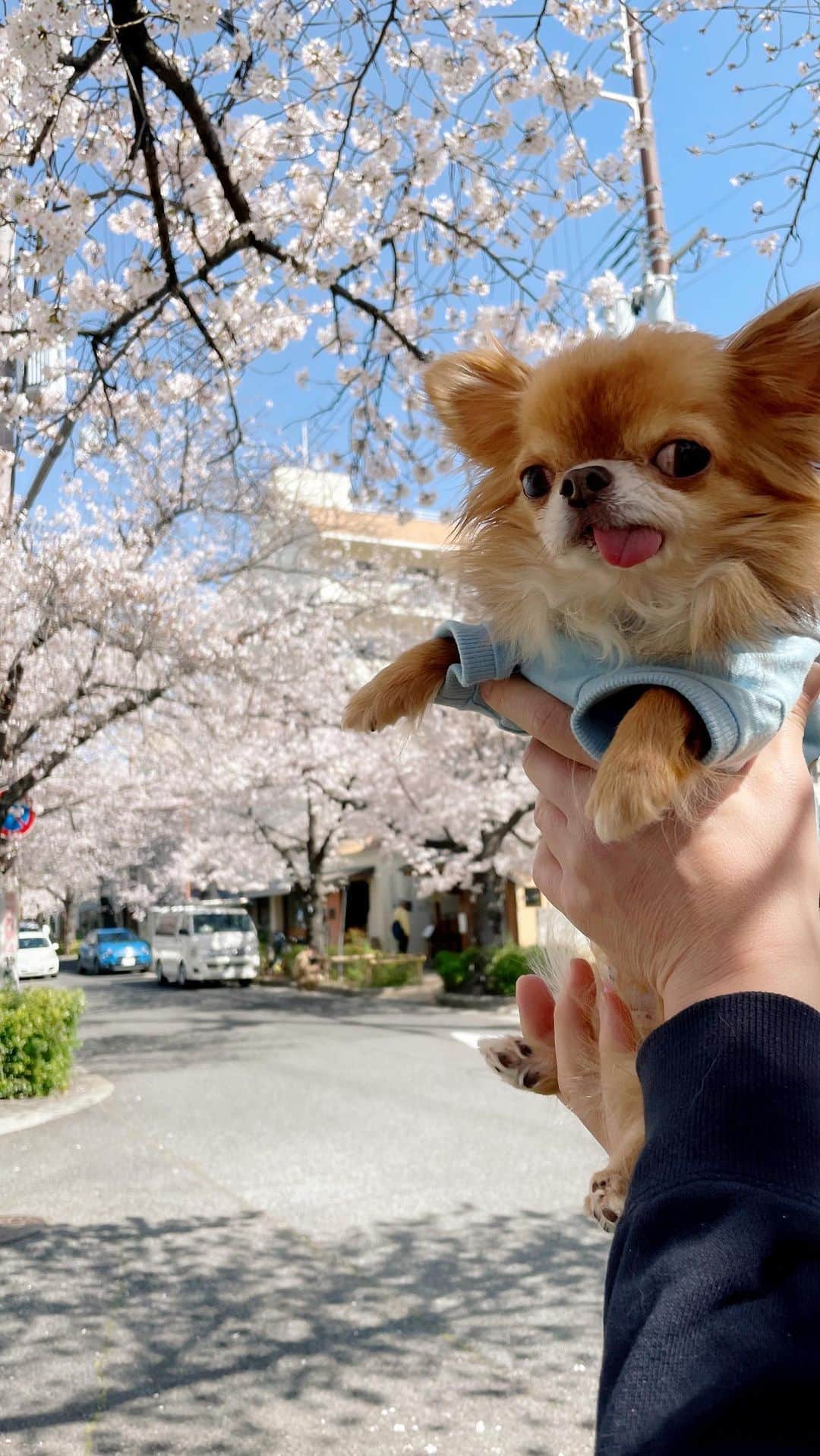 kayoのインスタグラム：「近くの桜並木にお散歩行ってきたよ🐶 桜満開🌸🌸🌸 めっちゃキレイだったのでリールにまとめてみました😊 よかったら最後まで見てね💕 * kulio🌸 2023.3.29 * #桜#桜並木#お花見 #Sakura#お散歩#チワワ#chihuahua * * *」