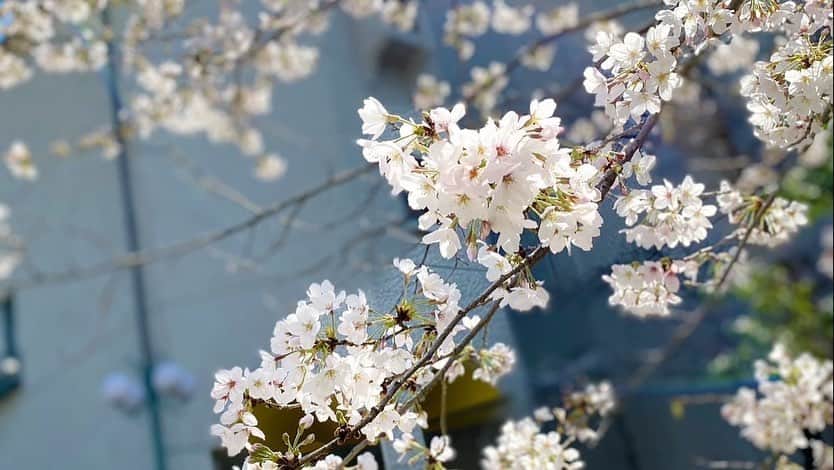 綺華れいさんのインスタグラム写真 - (綺華れいInstagram)「鳴海じゅん・綺華れい オーラレッスンの生徒さん達から合格の嬉しいお知らせ‼️おめでとう😄🙌✨  晴れやかな青空と、 満開の桜の中、 合格された111期生の皆さんおめでとうございます🌸  諏訪あい先生と😄💖   #宝塚音楽学校  #合格発表  #タカラジェンヌ  #宝塚受験  #111期 shiningstars.jp」3月29日 18時11分 - rei_ayaka