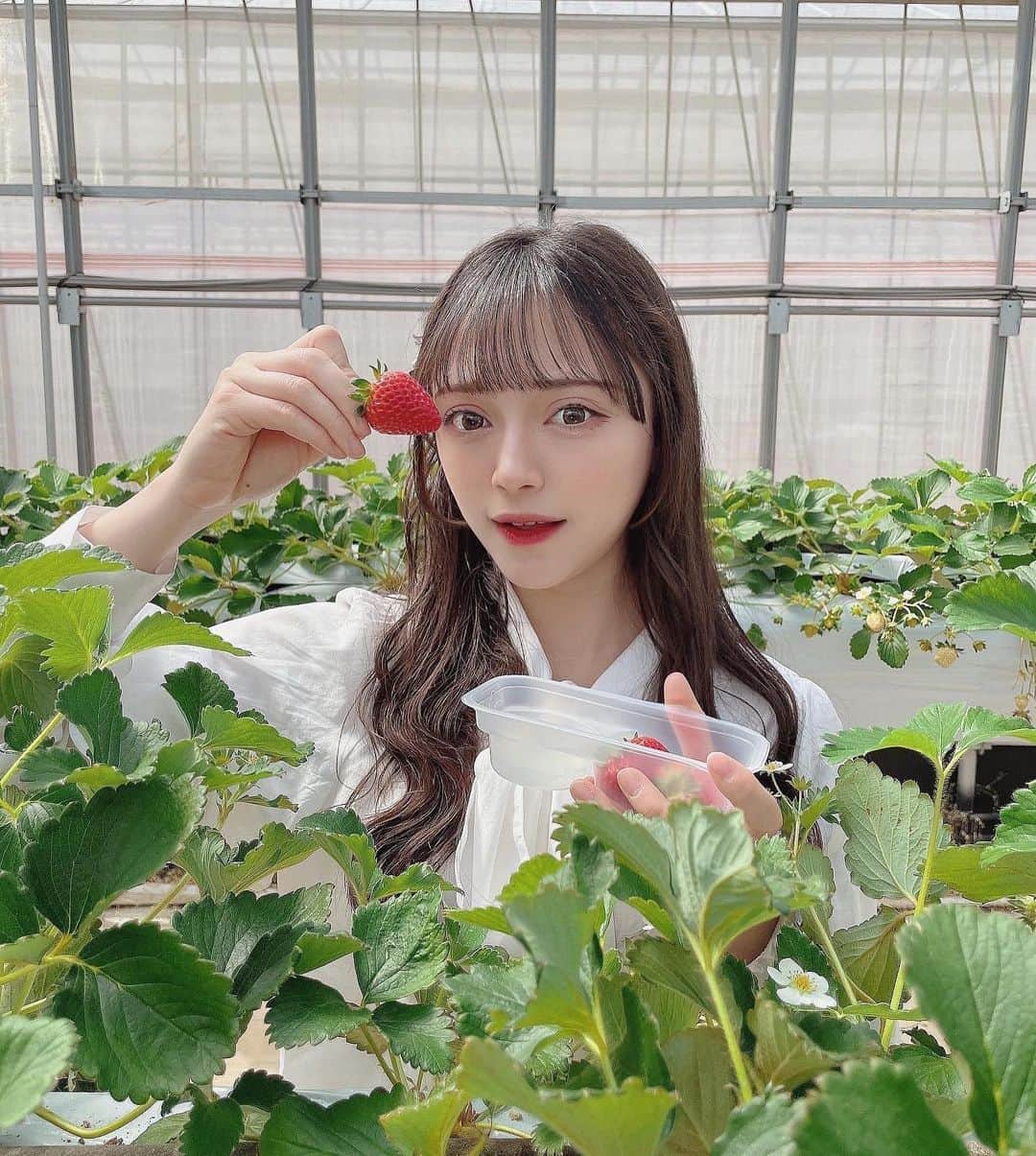 坂本理紗のインスタグラム：「初めてのいちご狩りはりぽたんとでした🫧🍓 ・ ・ ・  #いちご狩り  #いちご狩りコーデ  #いちご  #いちご園  #春コーデ  #ブラウスコーデ  #ホワイトコーデ  #アイドル  #地下アイドル  #今日好き  #サムイ島編 #練馬観光」