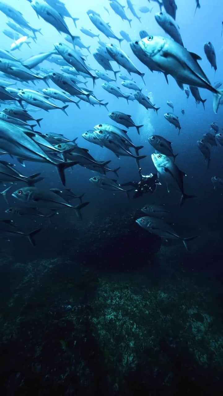 H I R O M I M O R I Y Aのインスタグラム：「Awesome underwater🐠💦  海はいつでも美しい💙  #uw #uwphotography #uwpics #sunset #sunsetlover  #diving #freediving #earth #paditv # #自由潛水 #underwater #oceanphotography #earthshotz #scubadiving #planetocean #earthpix #sea #oceanlover  #thailand #similan #シミラン　#ダイビング　#ギンガメアジ　#水中世界」