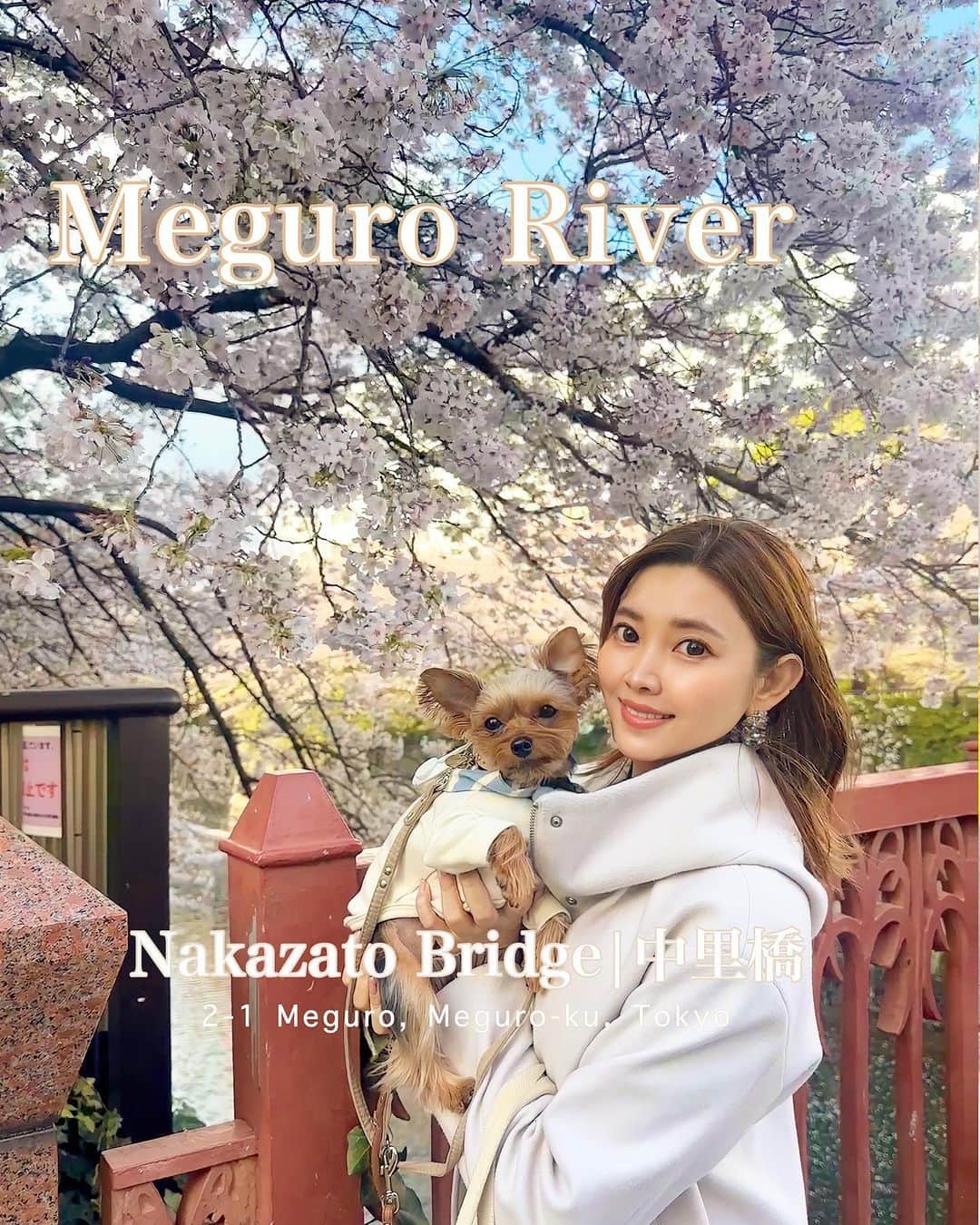 池田沙代のインスタグラム：「🌸🌸🌸  今年もぴのさんと桜の前で🤍 2枚目以降のぴのさんの顔見て。🤣 わざとやろ😑😑笑 #キメ顔のこっちが恥ずかしくなる 笑  目黒川でも目黒寄りはまだ 人混みがマシでした🤍 わんこも沢山居た🤍🐶  #目黒川#中里橋」