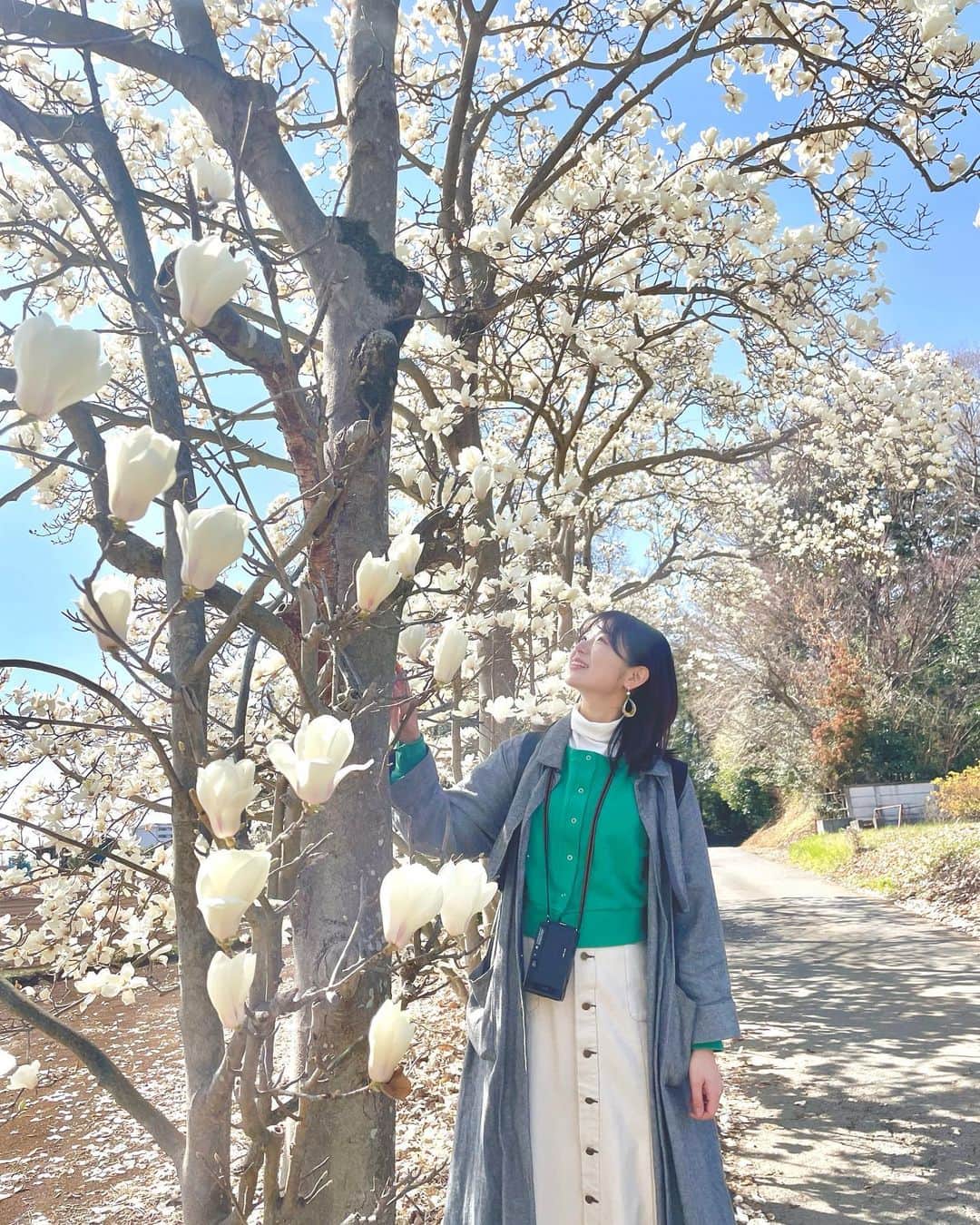 長谷川かすみのインスタグラム：「春はワクワクする☺️🌸  いちご狩りに行った帰りに、ハクモクレンがとっても綺麗な場所に遭遇した！」