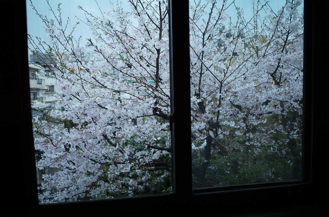 佐野史郎のインスタグラム：「夕暮れ時も良いもんだ🌸」