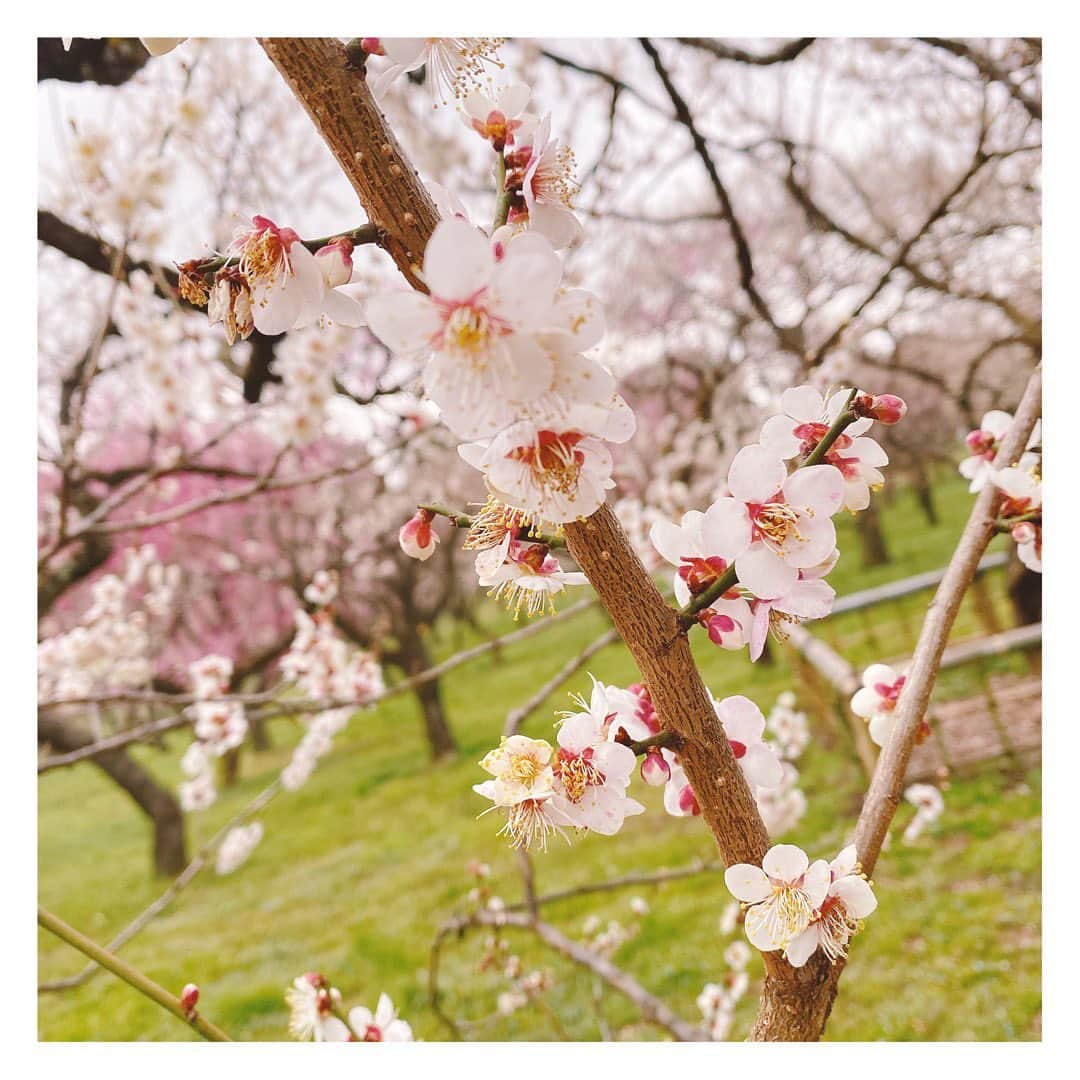 柴田平美さんのインスタグラム写真 - (柴田平美Instagram)「偕楽園 の梅は やっぱり美しい🌸  えりかカメラマンが 梅と撮ってくれました🌸  #偕楽園 #梅まつり #茨城 #いっとこ #アナウンサー」3月29日 18時49分 - narumi.shibata99